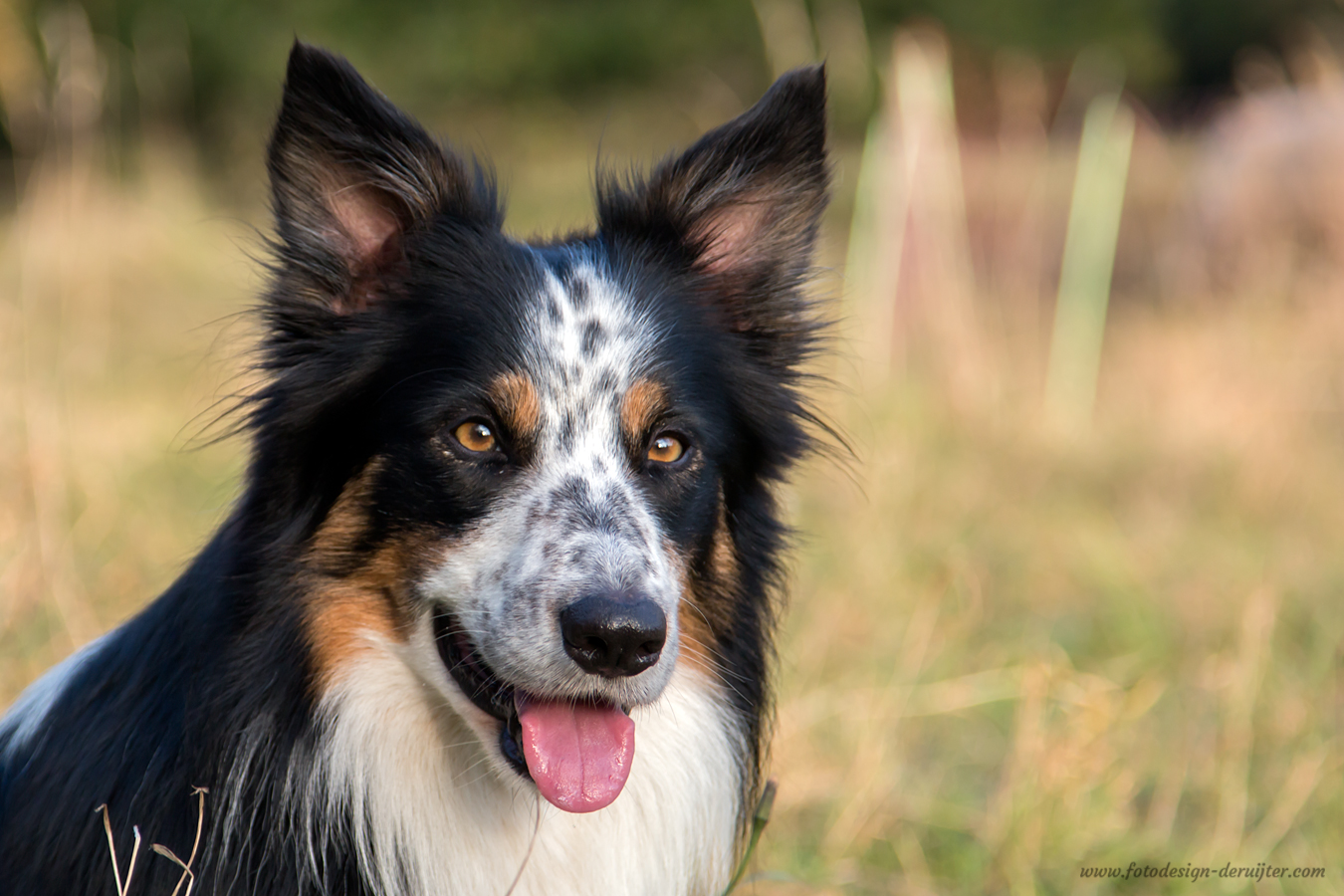 collie