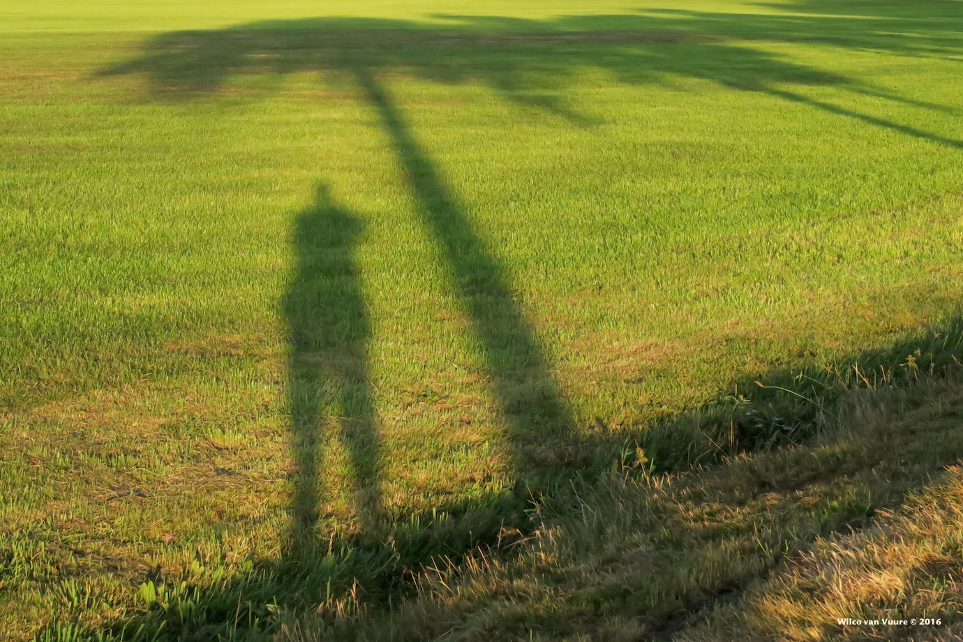 onder-de-schaduwboom-in-het-gras