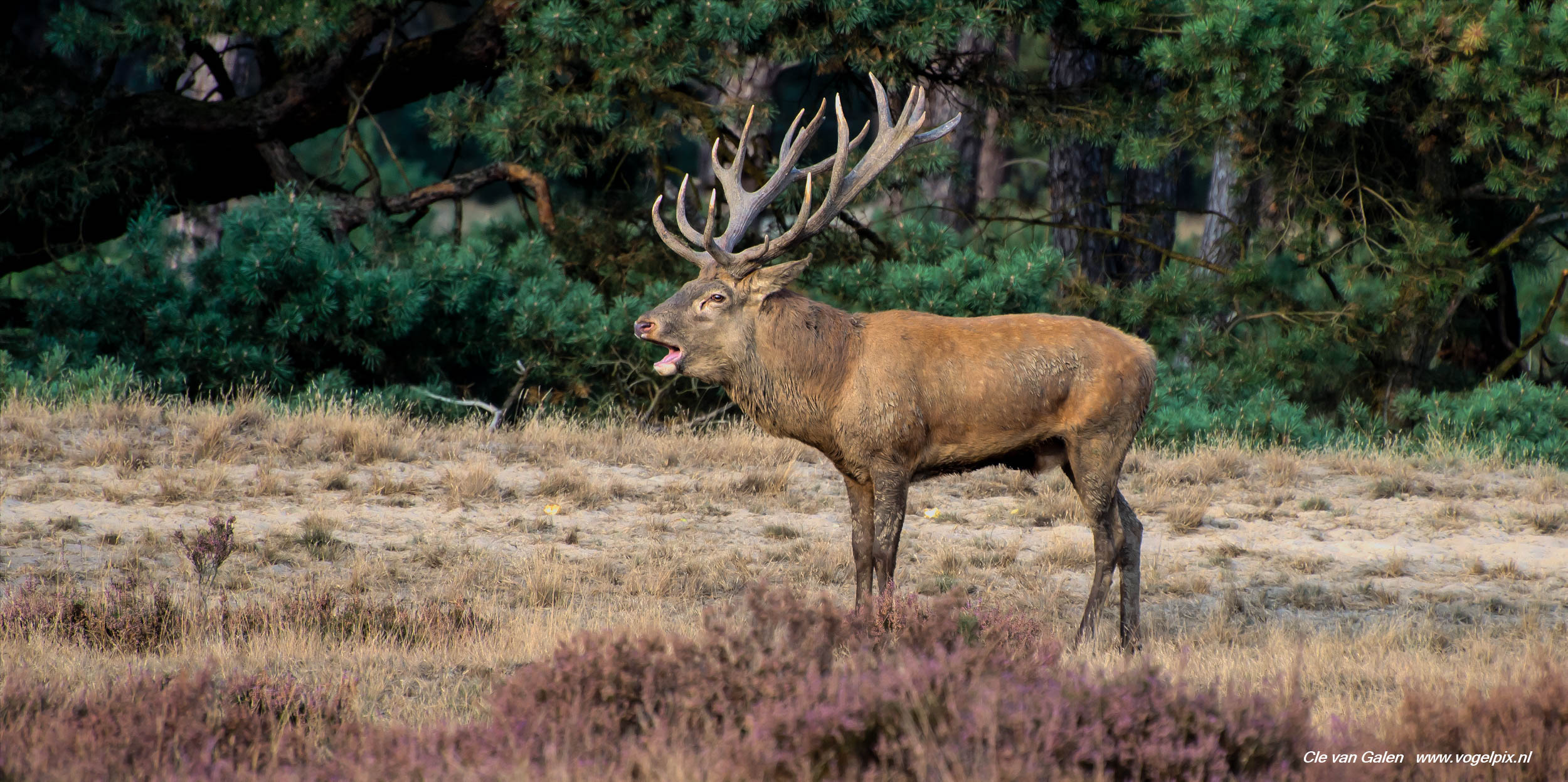 edelhert-hoge-veluwe