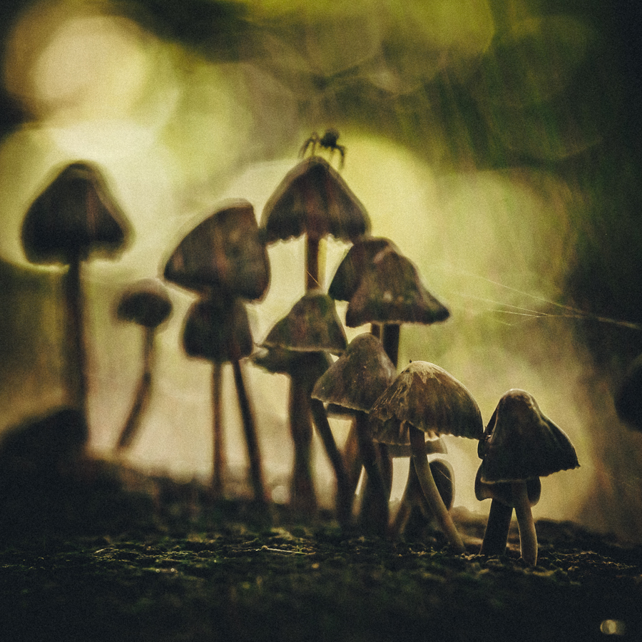 spider-on-the-mushroom