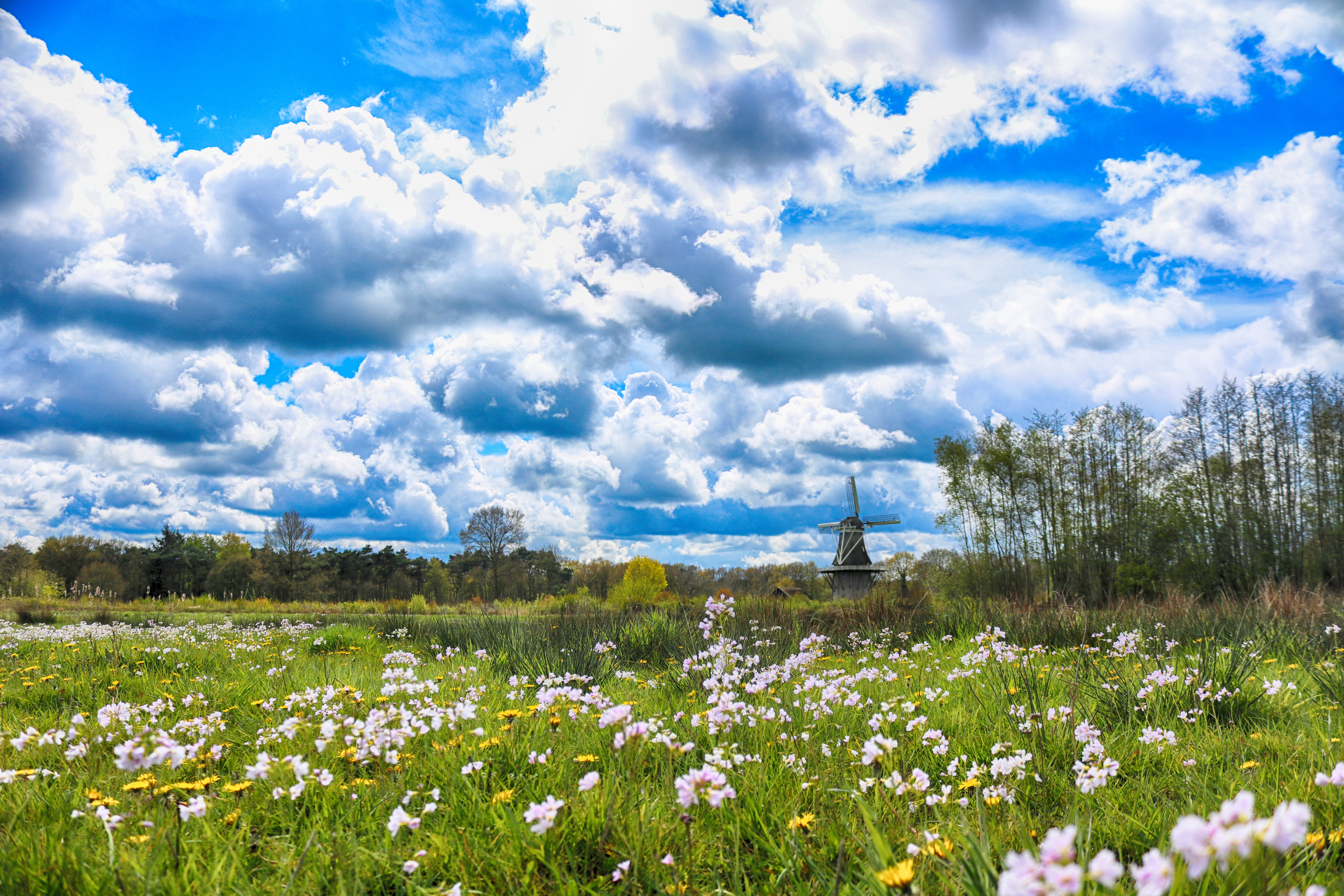 just-holland-flowers-sky-and-windmill