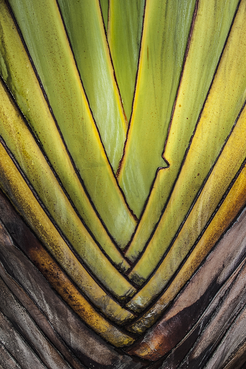 palm-maleisi%C3%AB-april-2014