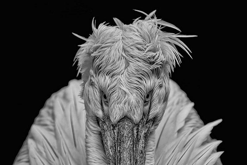 spotlight-weekwinnaar-42-2016