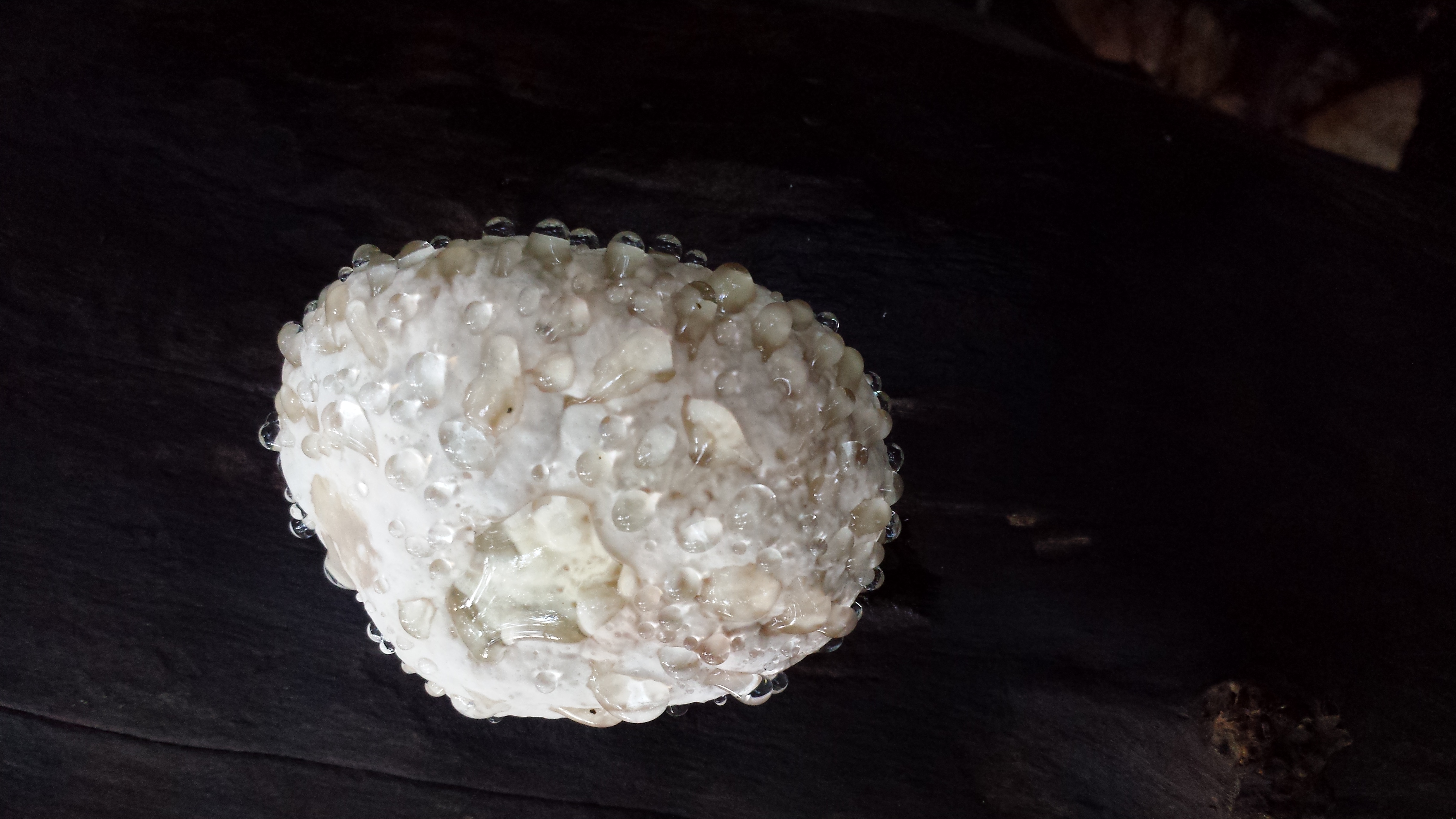 waterdruppels-op-paddestoel