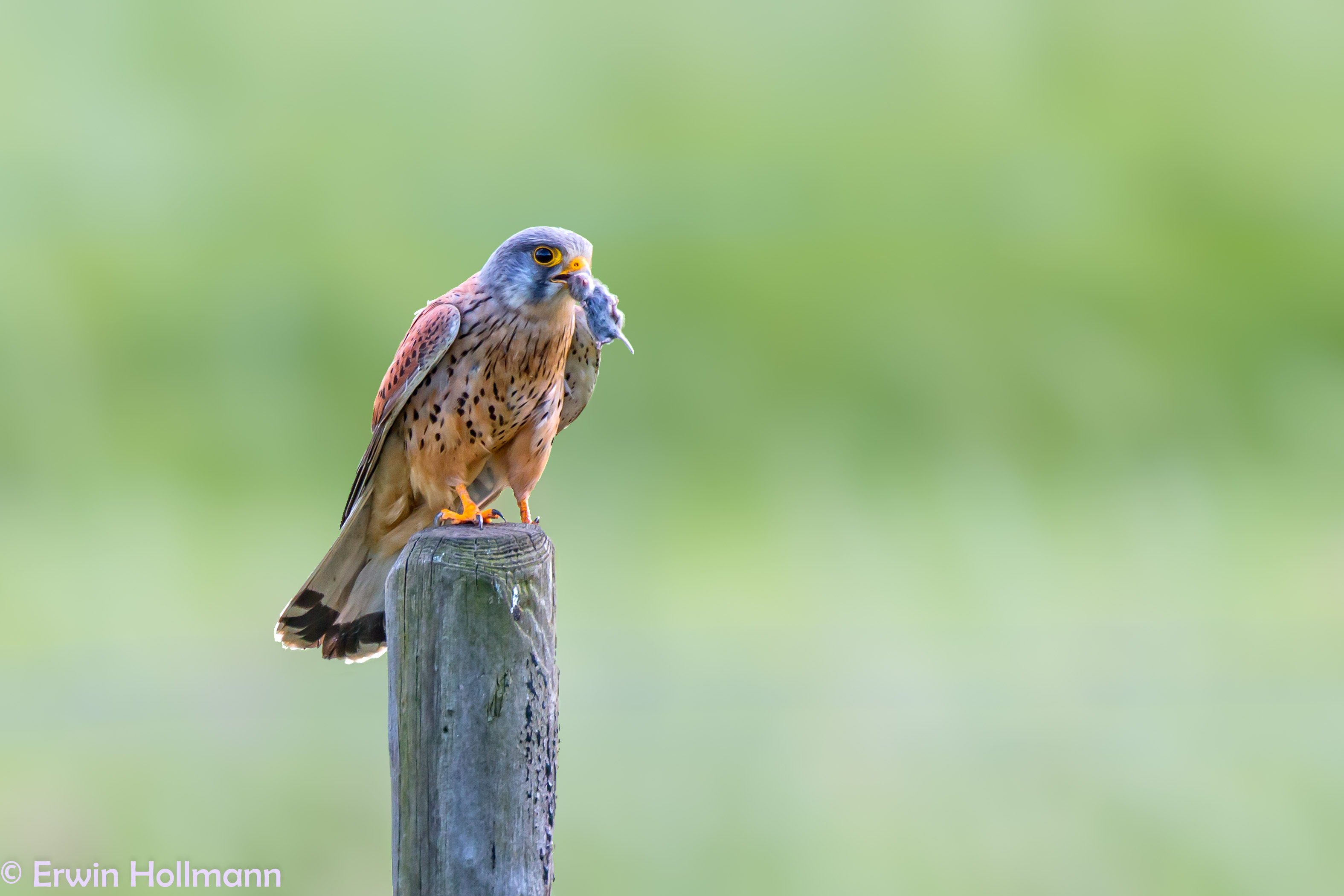 torenvalk-met-muis-1