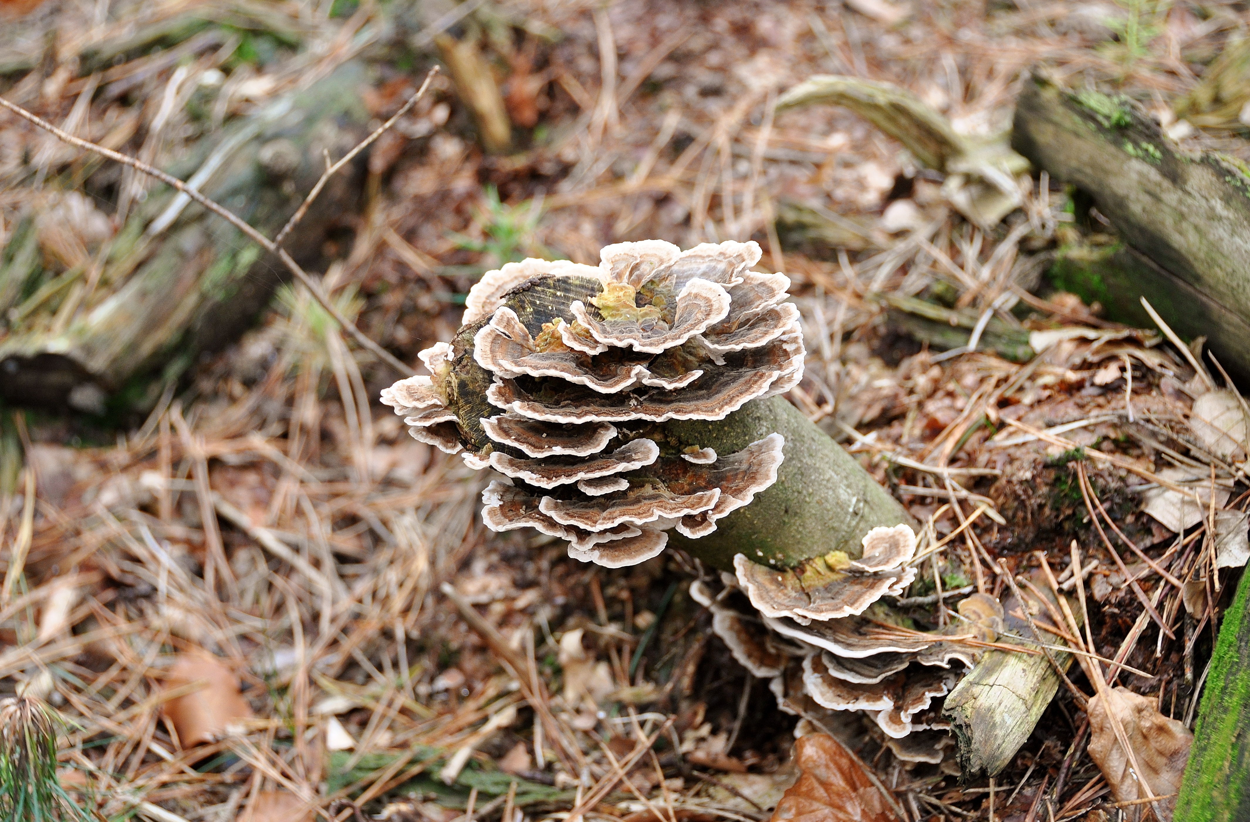 herfst-de-perfecte-natuur