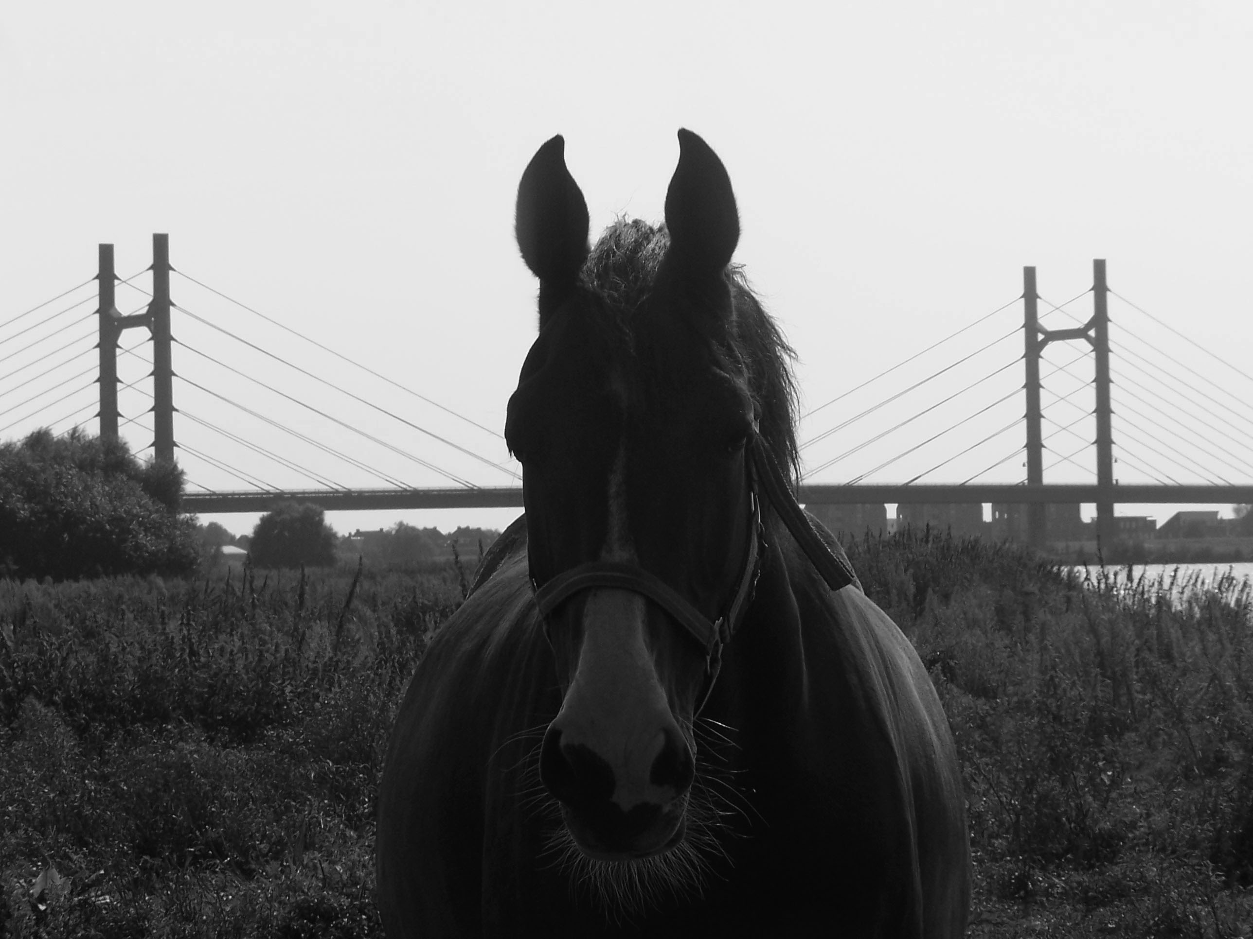 stuck-in-the-middle-with-you