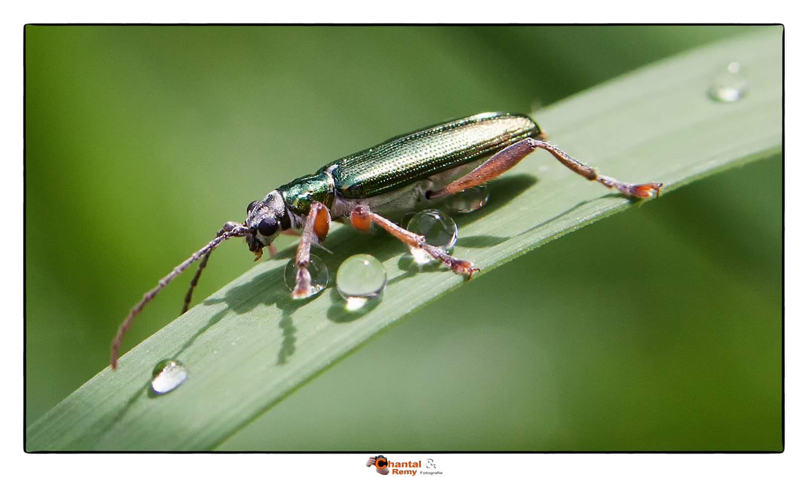 kevertje-en-waterdruppels