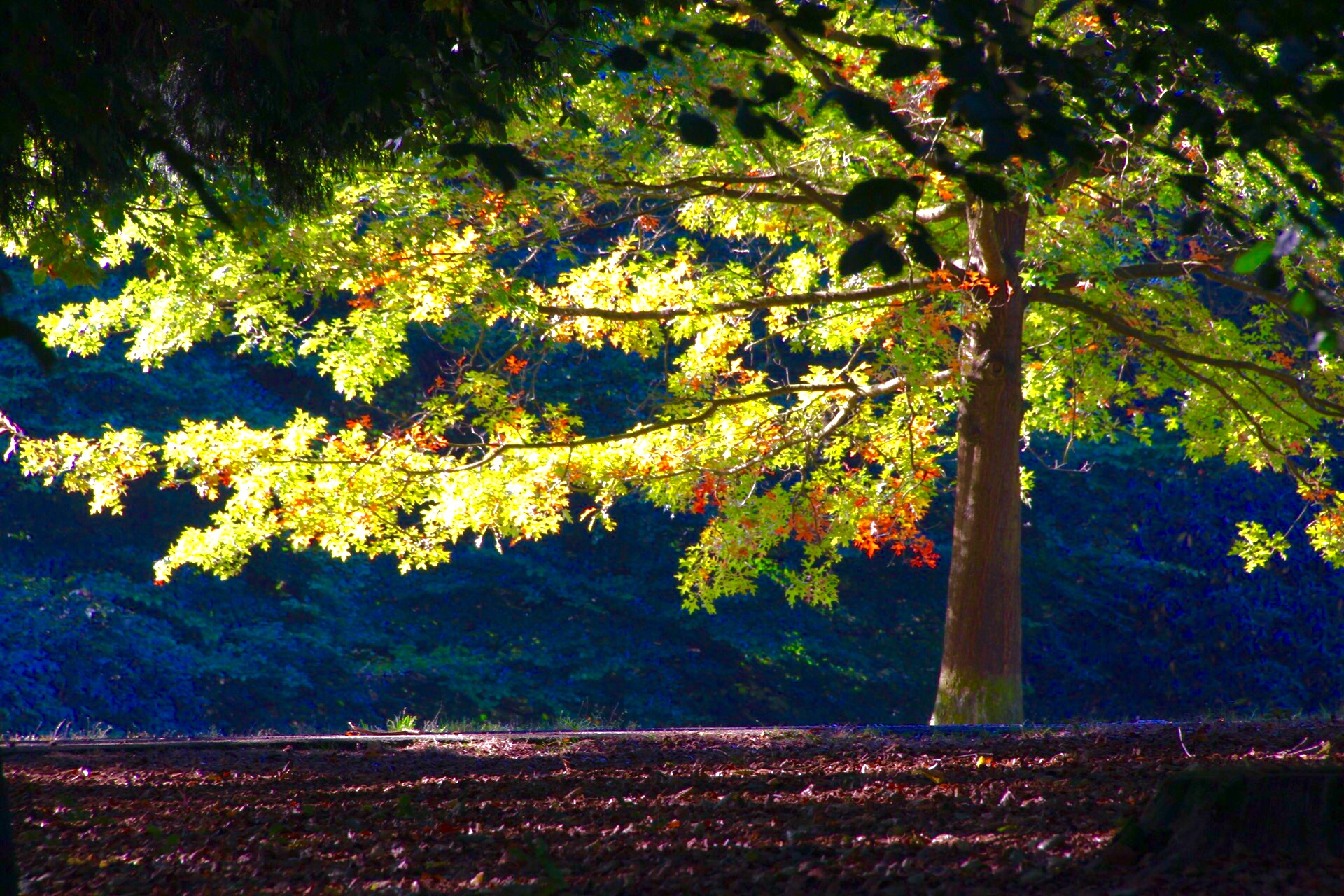 licht-in-park-zijpendaal