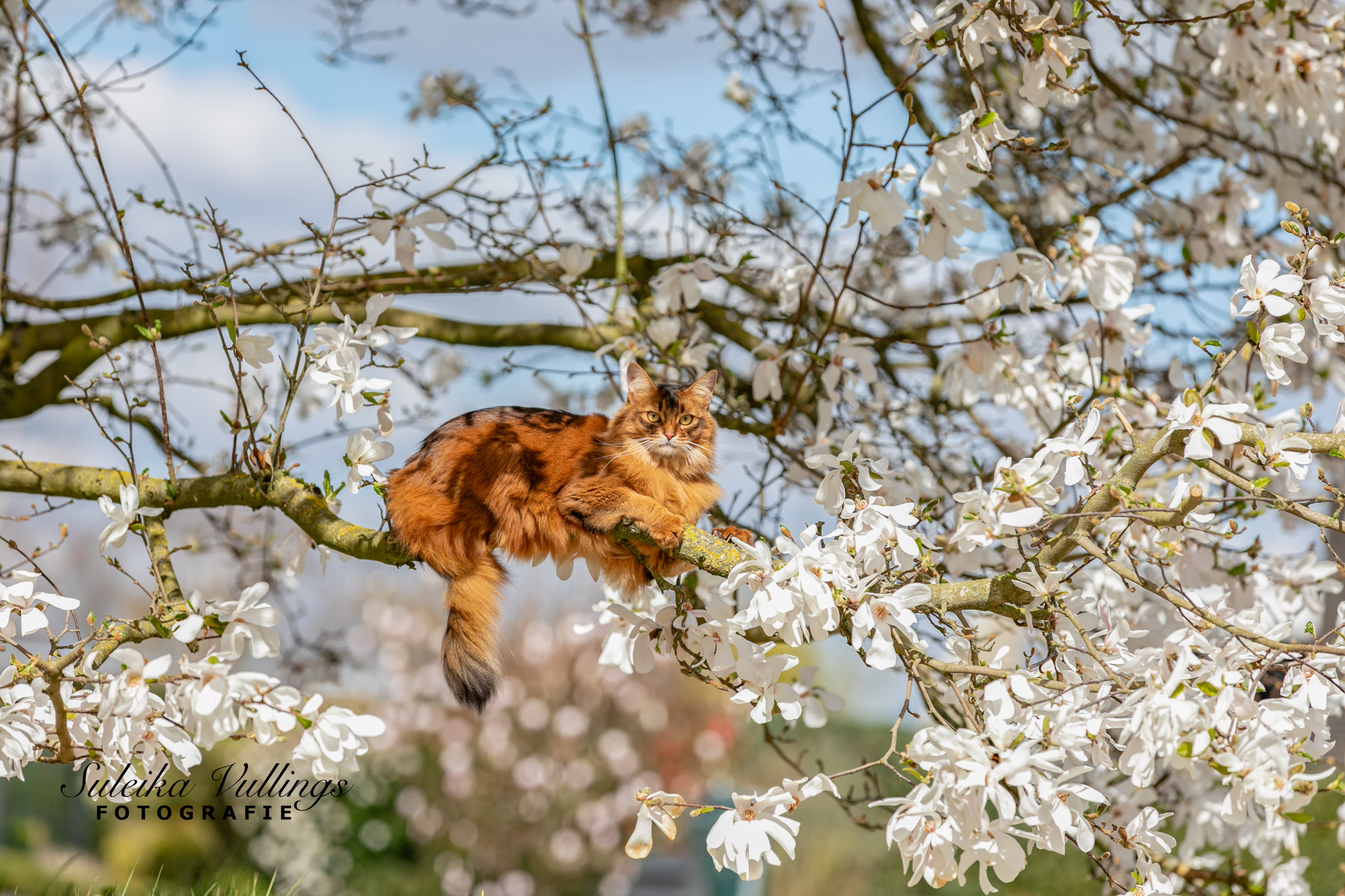 elani-in-de-bloesemboom