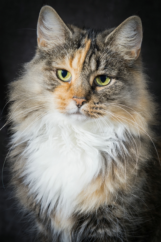 lady-advantge-van-siriusland-roepnaam-luna