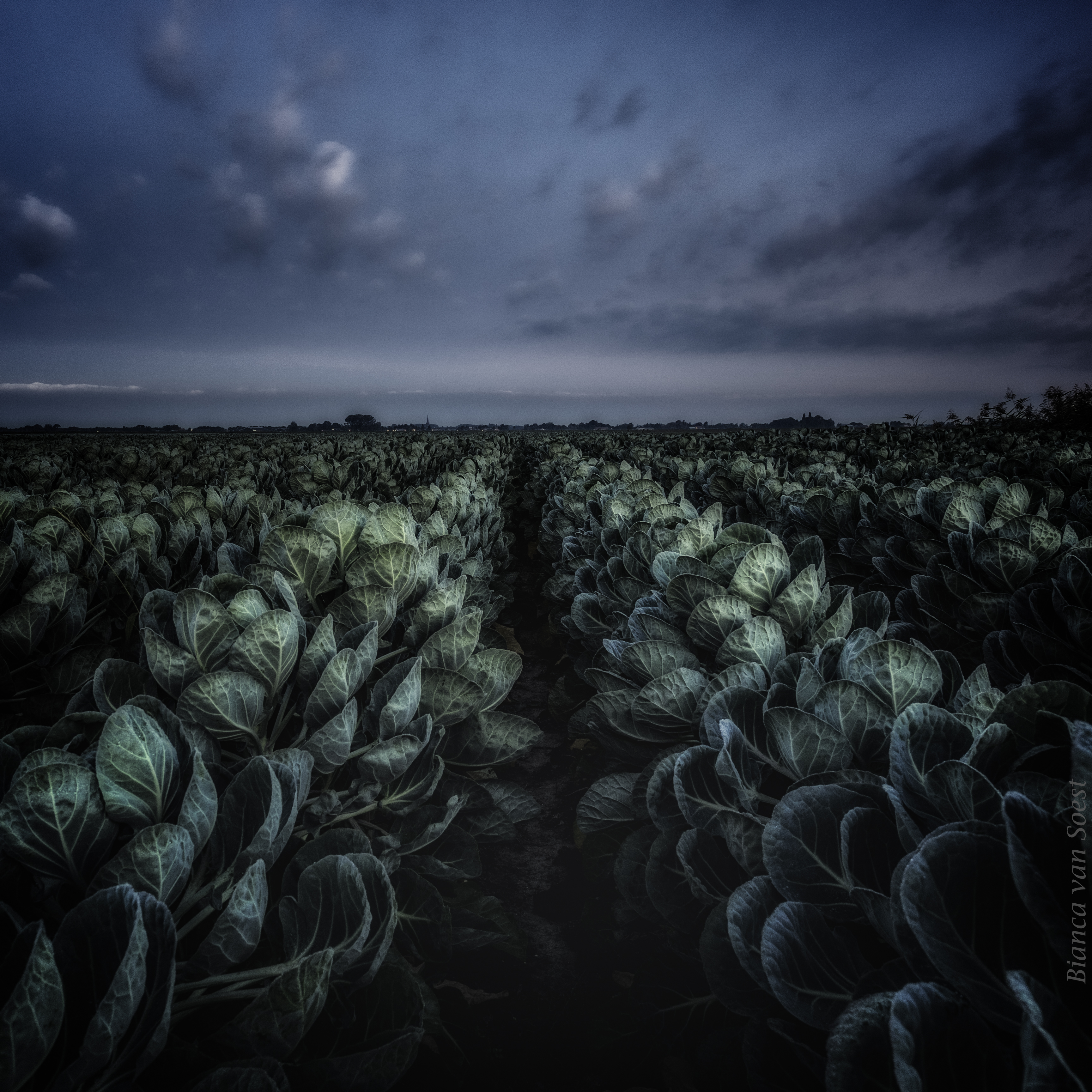 waiting-for-fall-frost