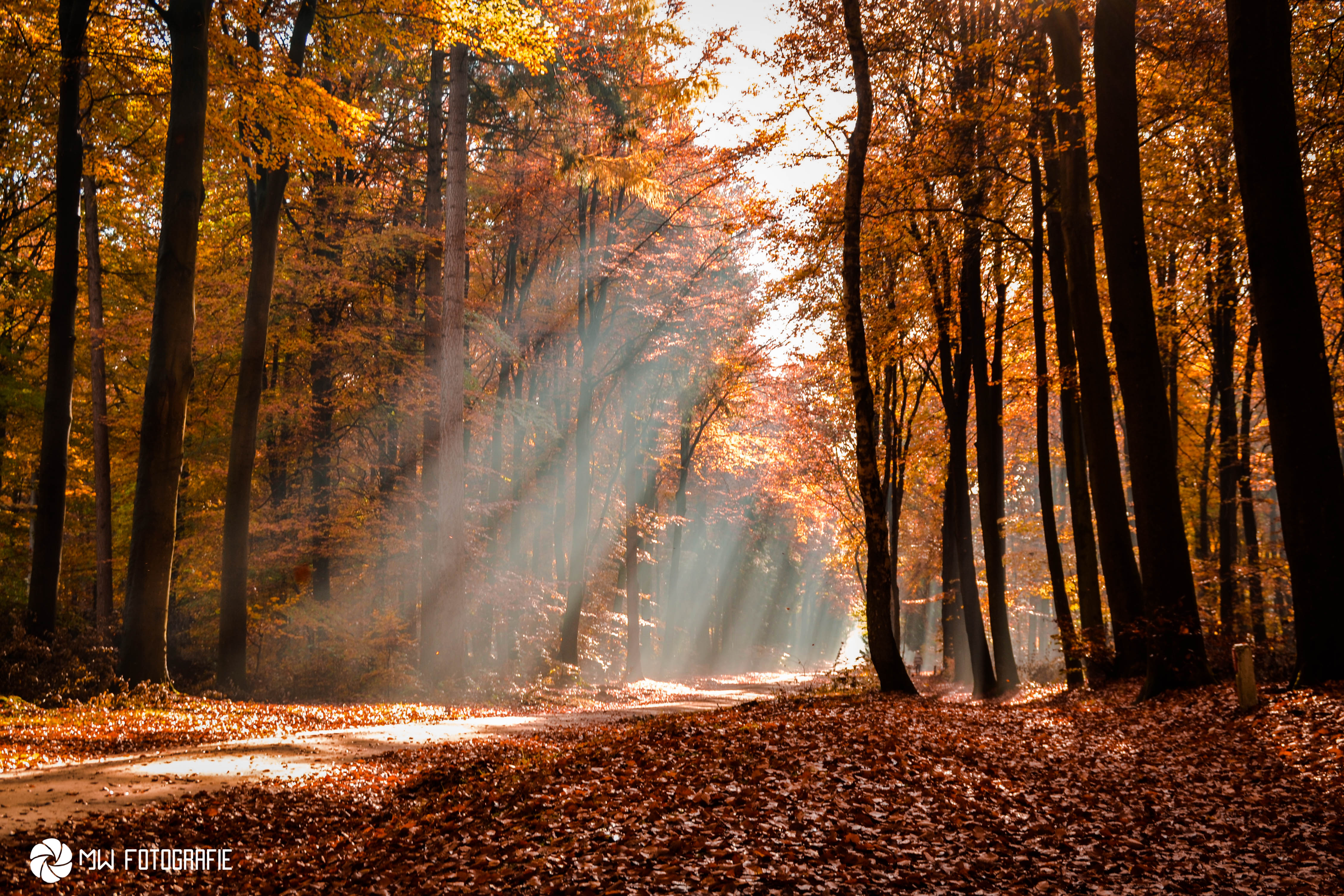prachtige-herfstkleuren-en-zonnestralen-0