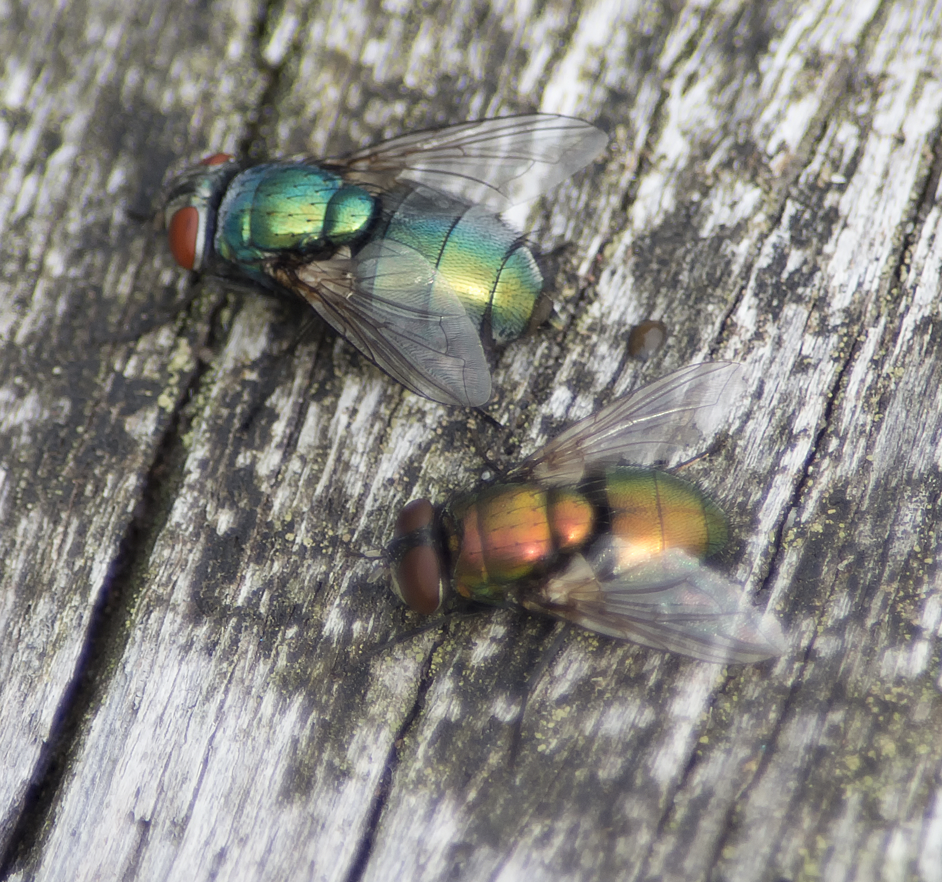 vliegen-op-een-houten-bank