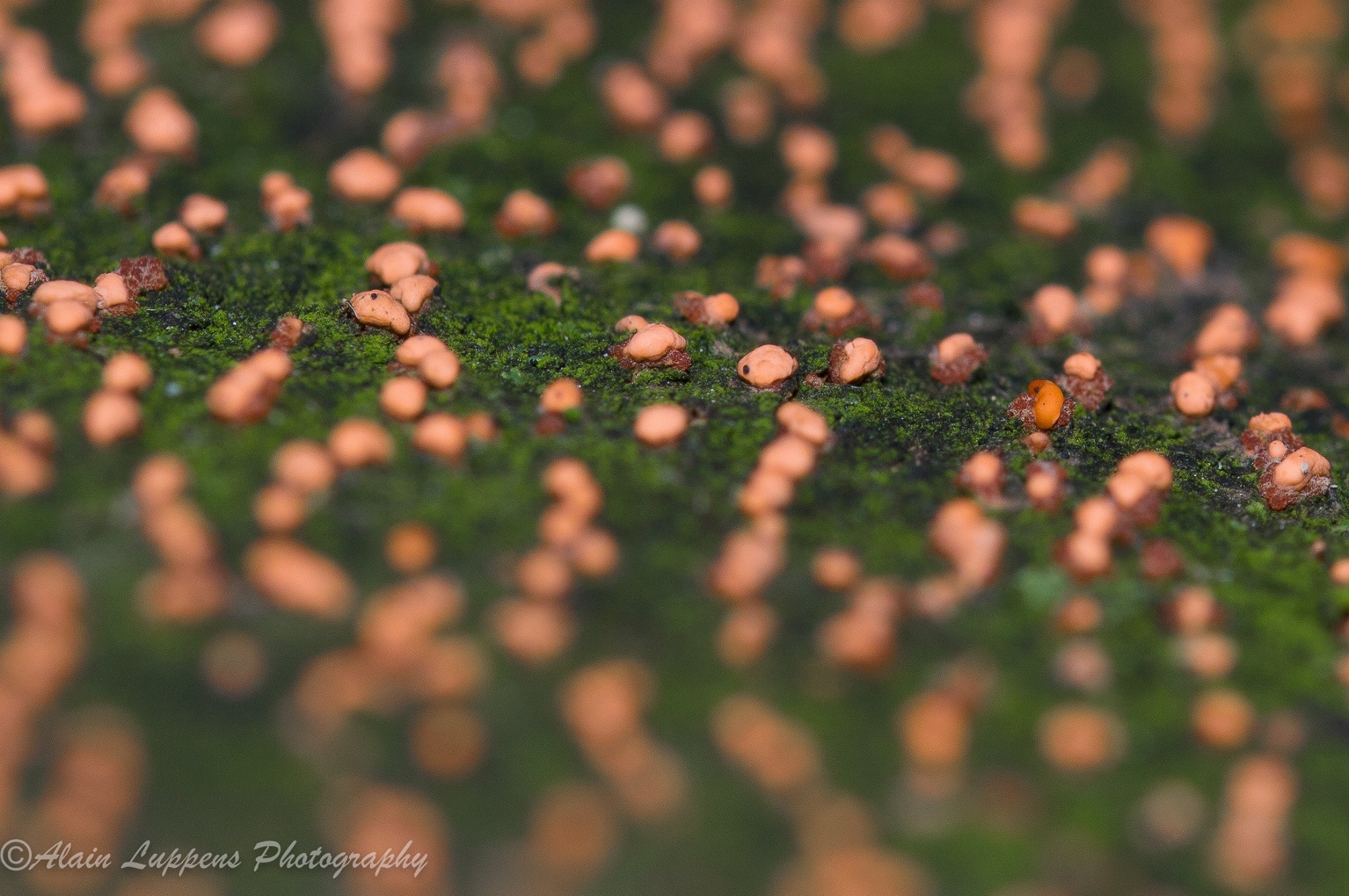 mini-mushrooms