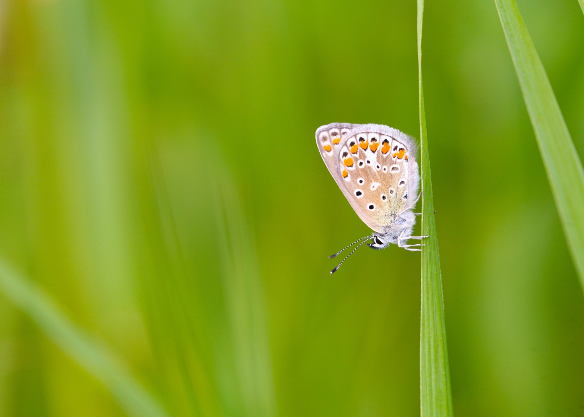 vrouwtje-icarusblauwtje
