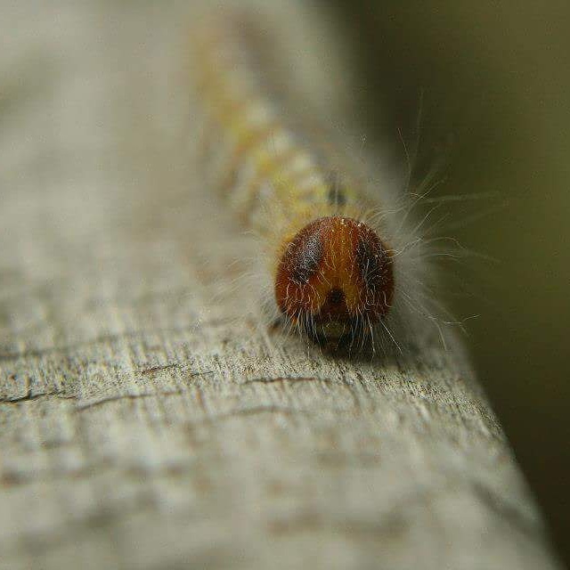 rupsje-nooitgenoeg-1