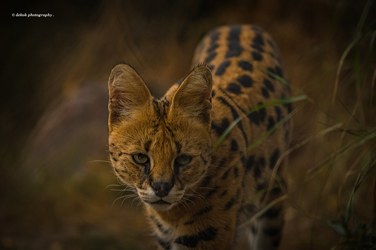 serval