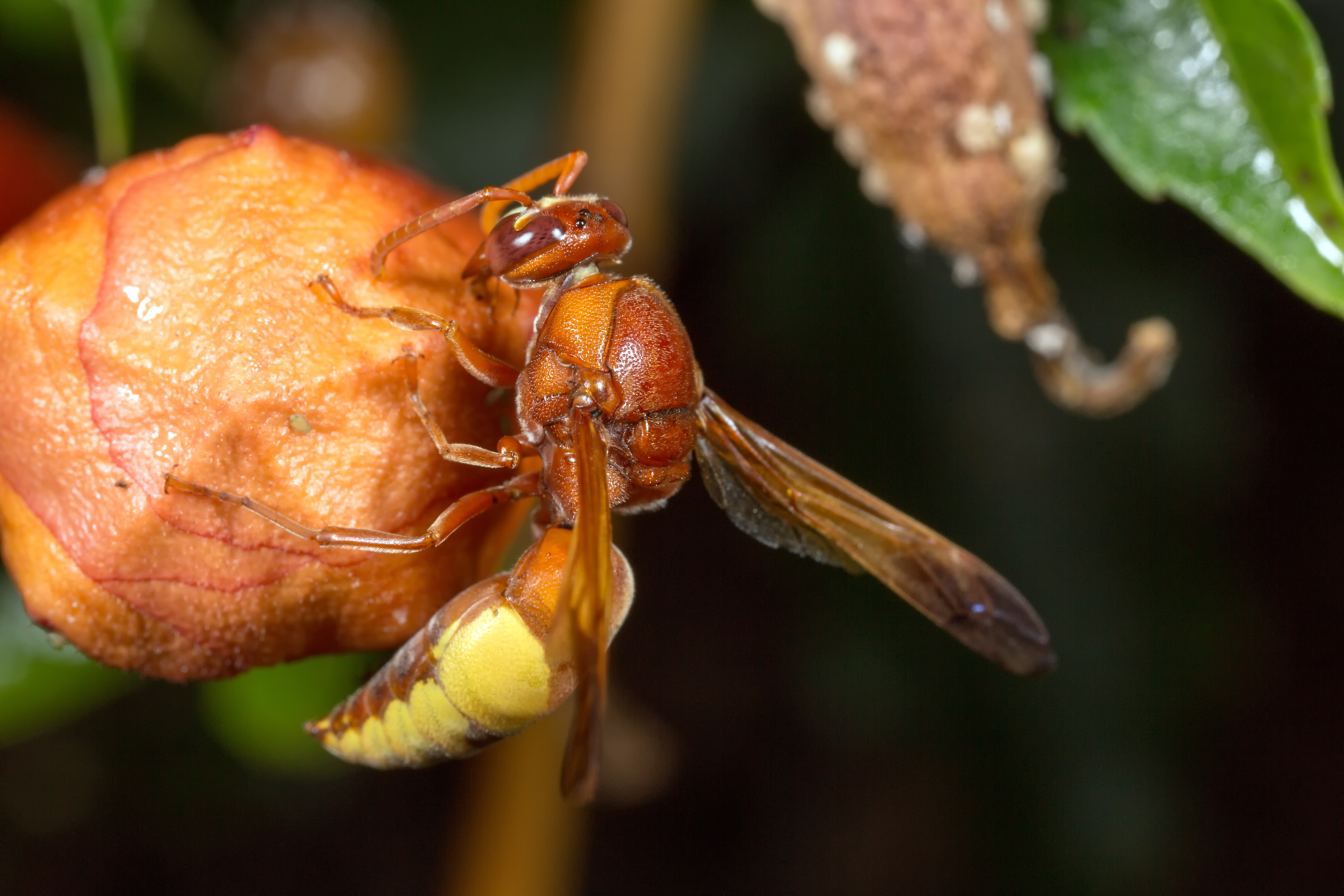 hoornaar-gefotografeerd-in-turkije
