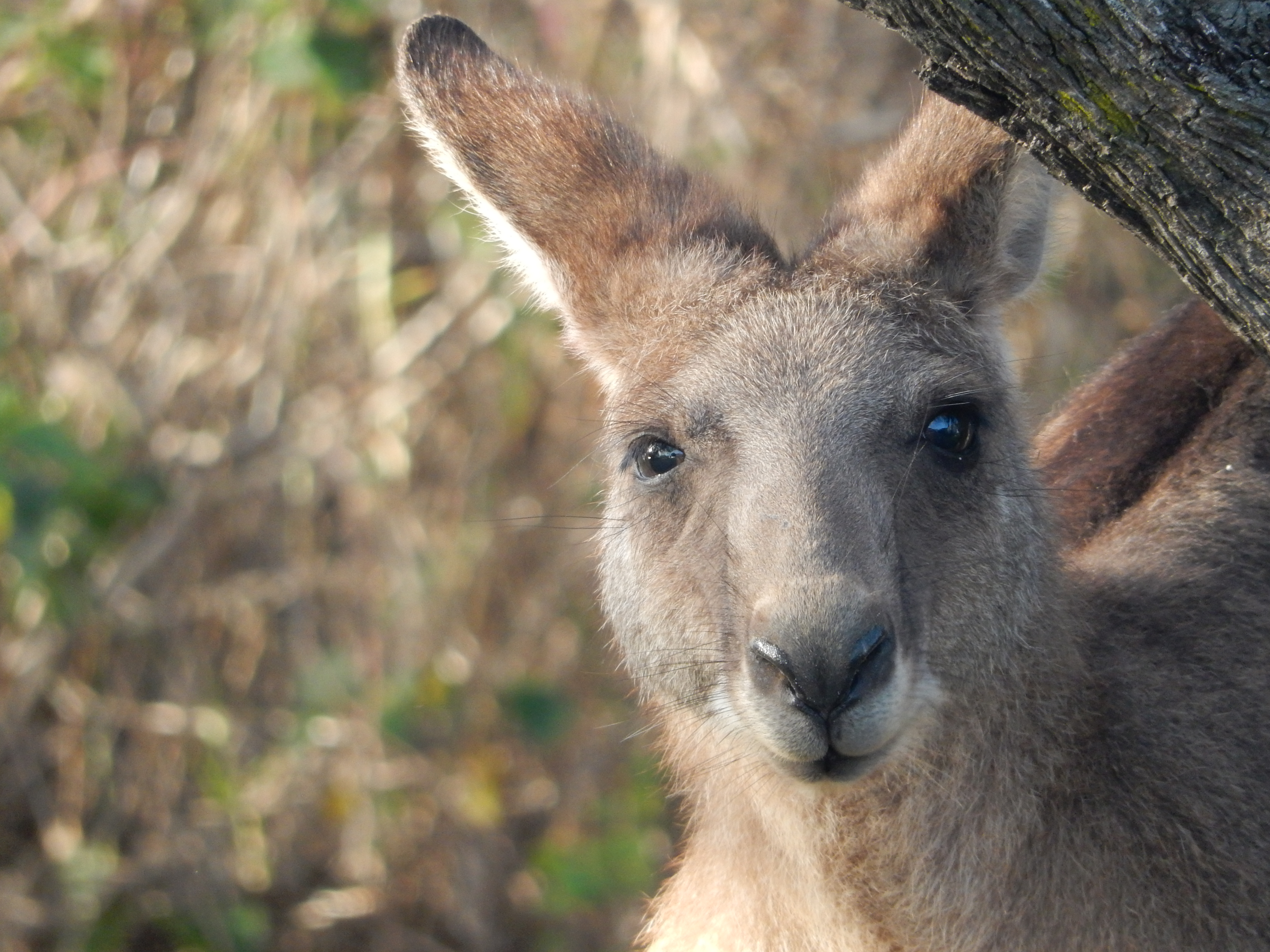 kamperen-in-australi%C3%AB
