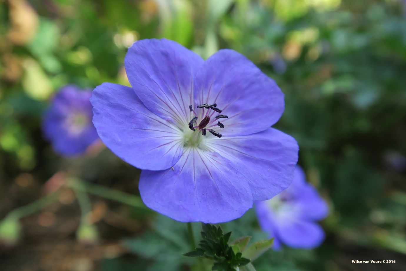 blauwe-bloem-in-najaars-zon