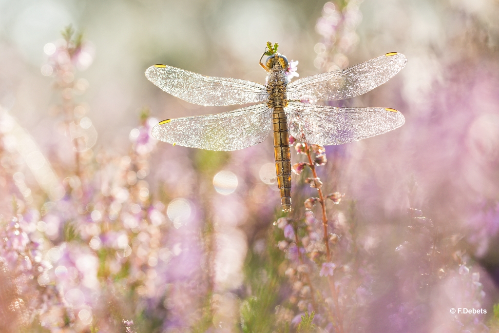 vrouwtje-zuidelijke-oeverlibel