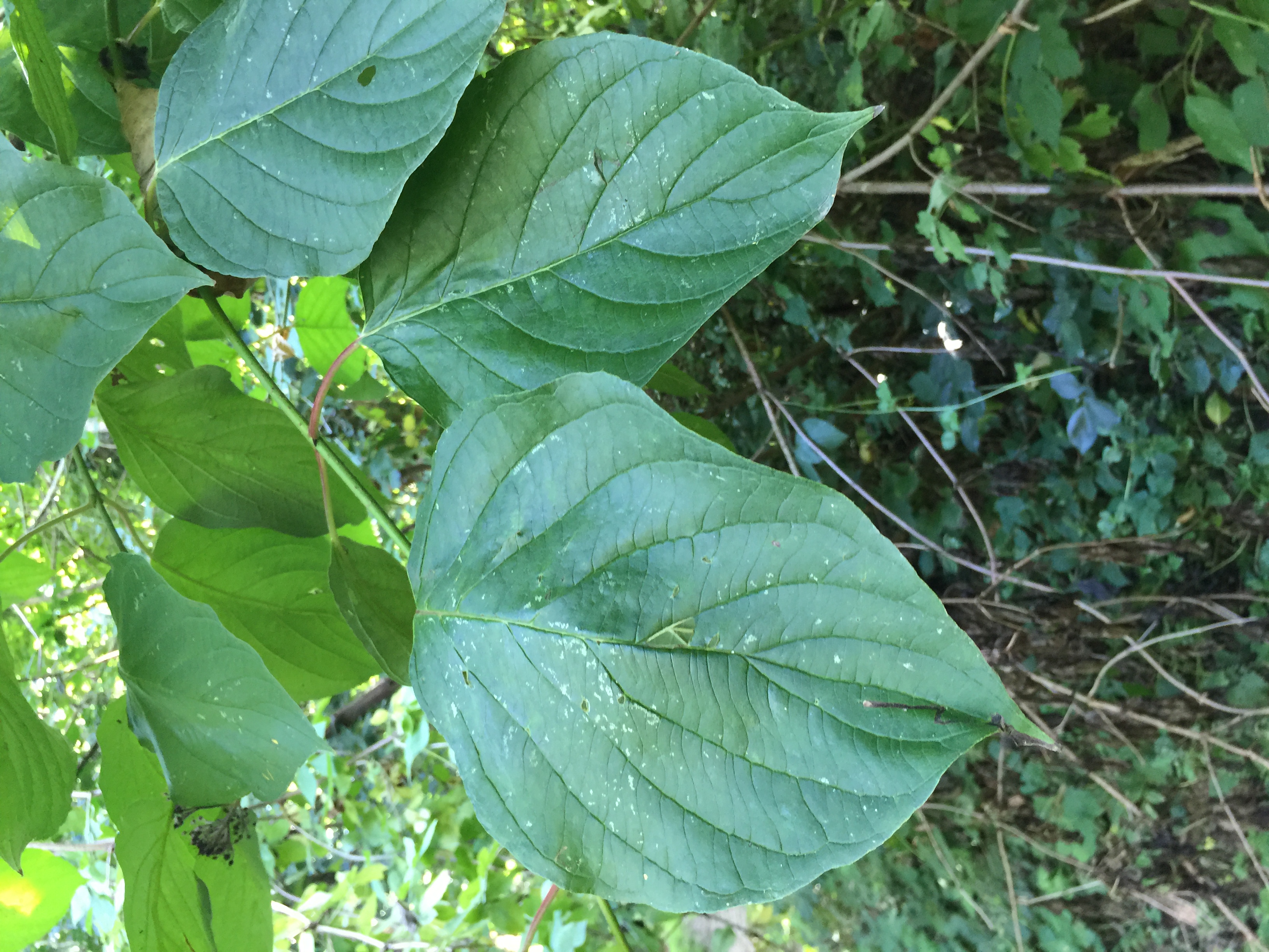 zuiver-en-mooi-groen