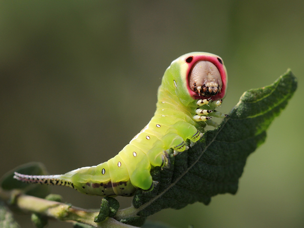 koddige-creatie-rups-van-de-hermelijnvlinder