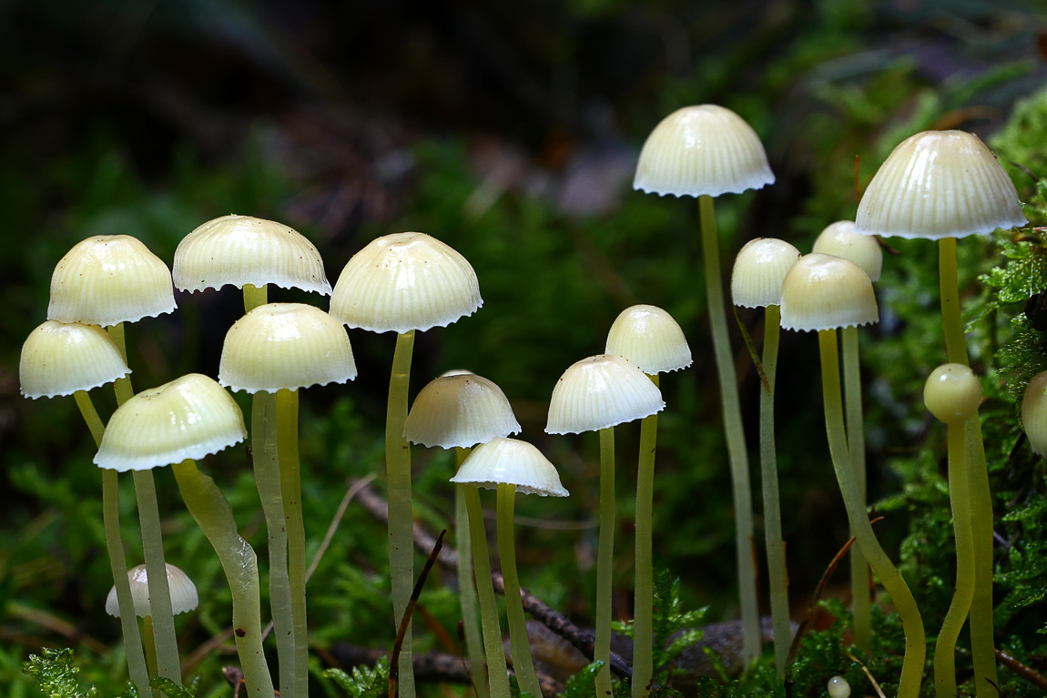 in-het-bergherbos-29