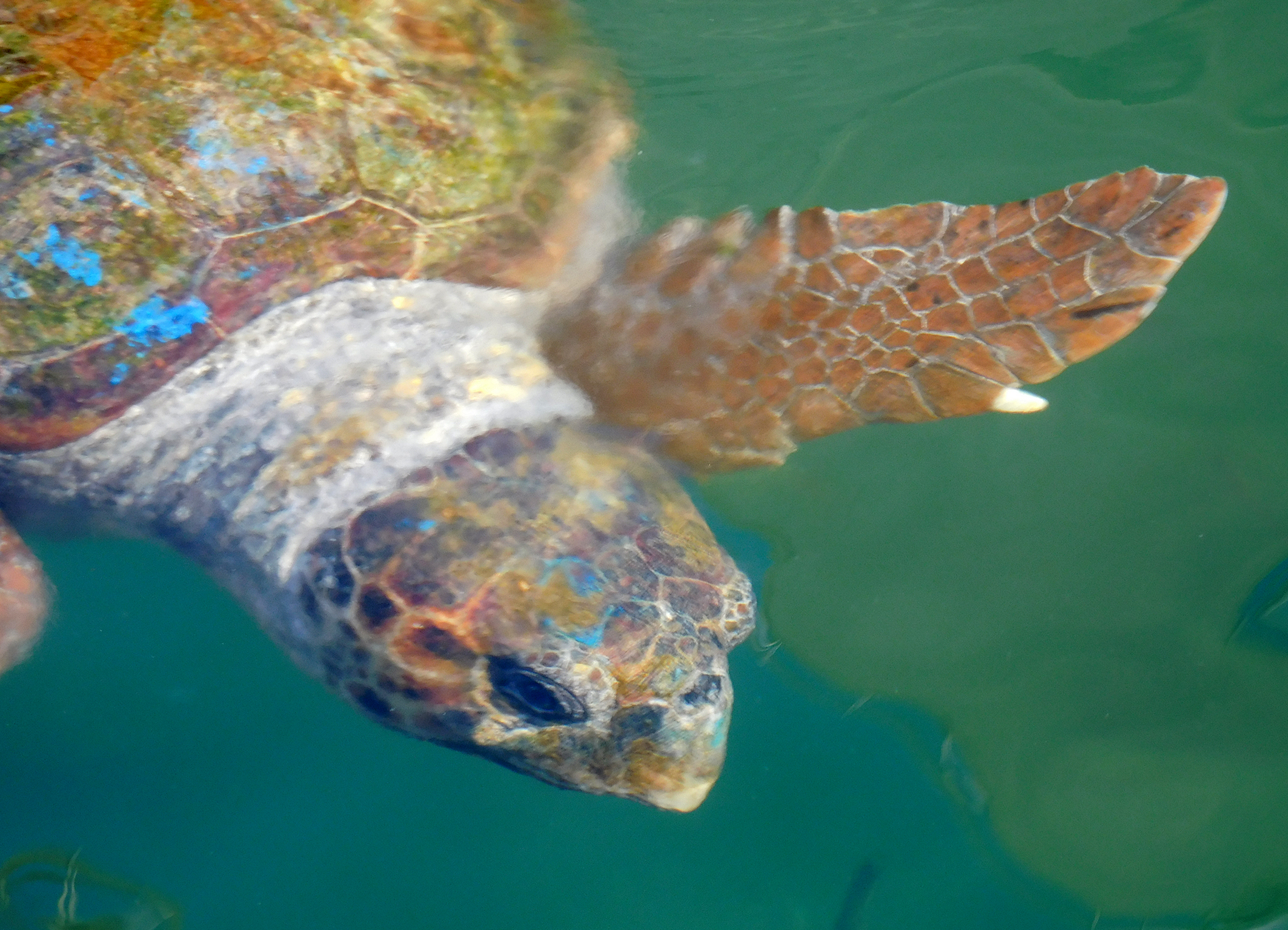 schildpadden-op-kefalonia