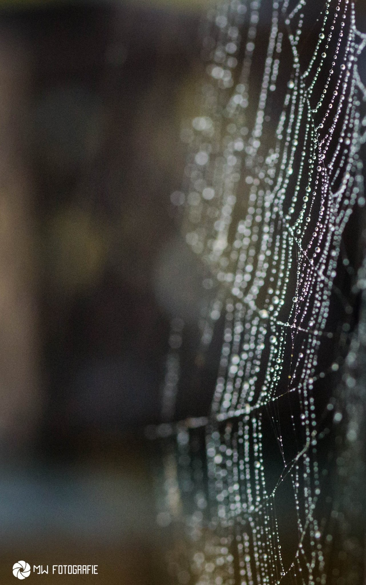 spinnenweb-3