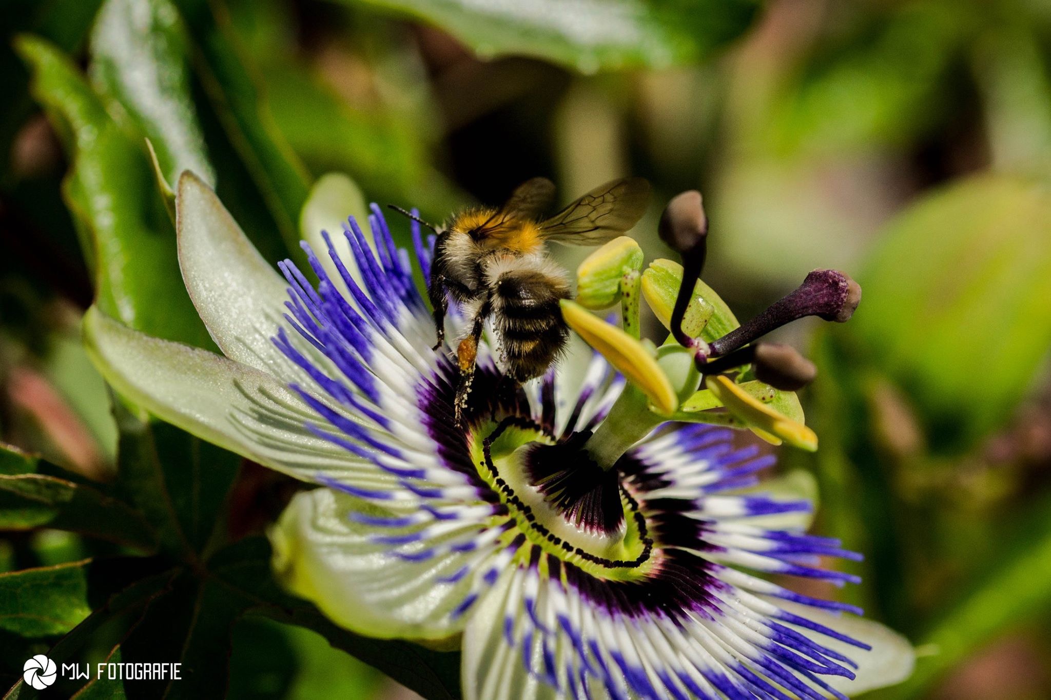 een-hommeltje-bij-de-passiebloem