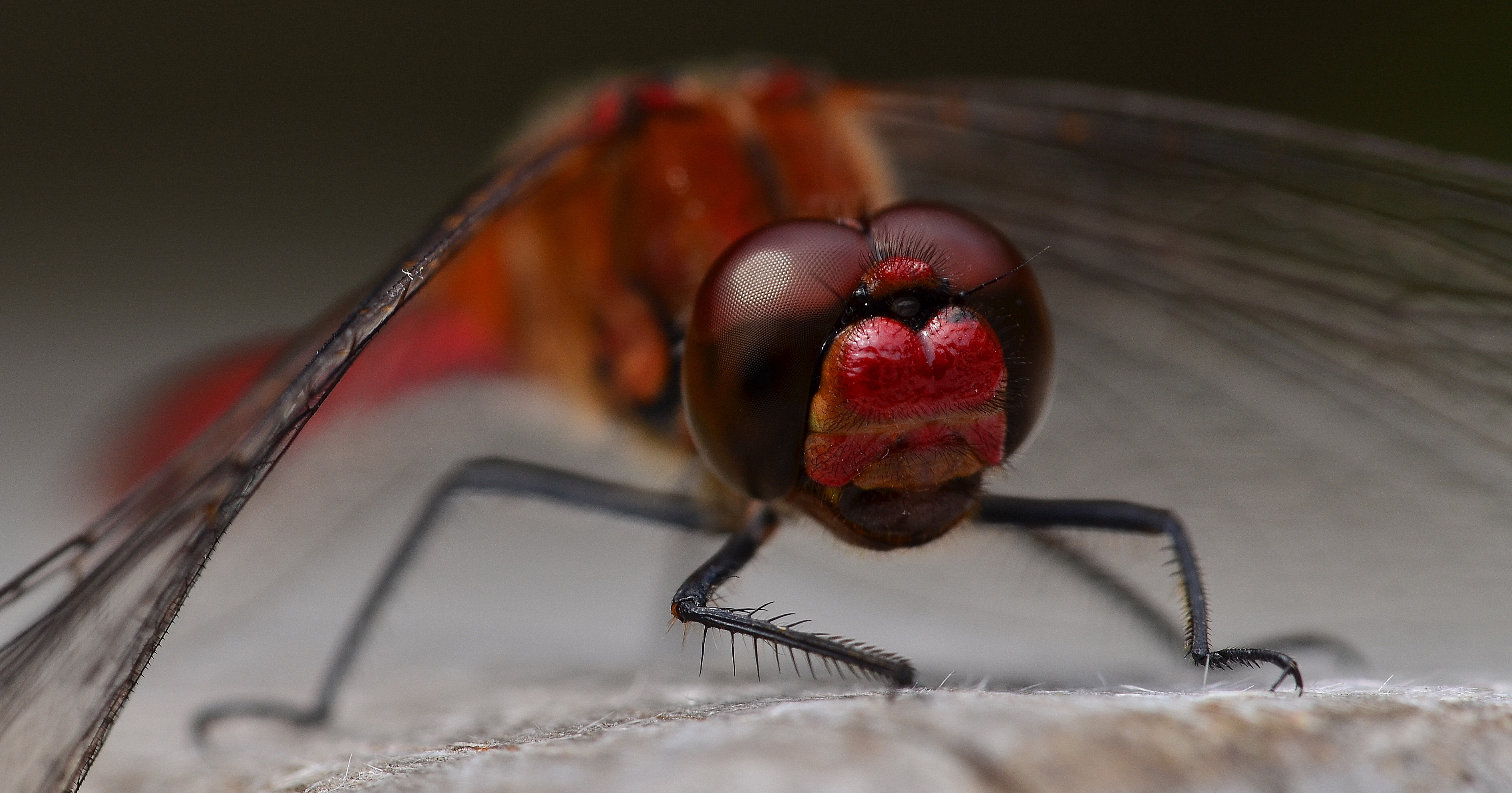 snoetjevuurrode-heidelibell