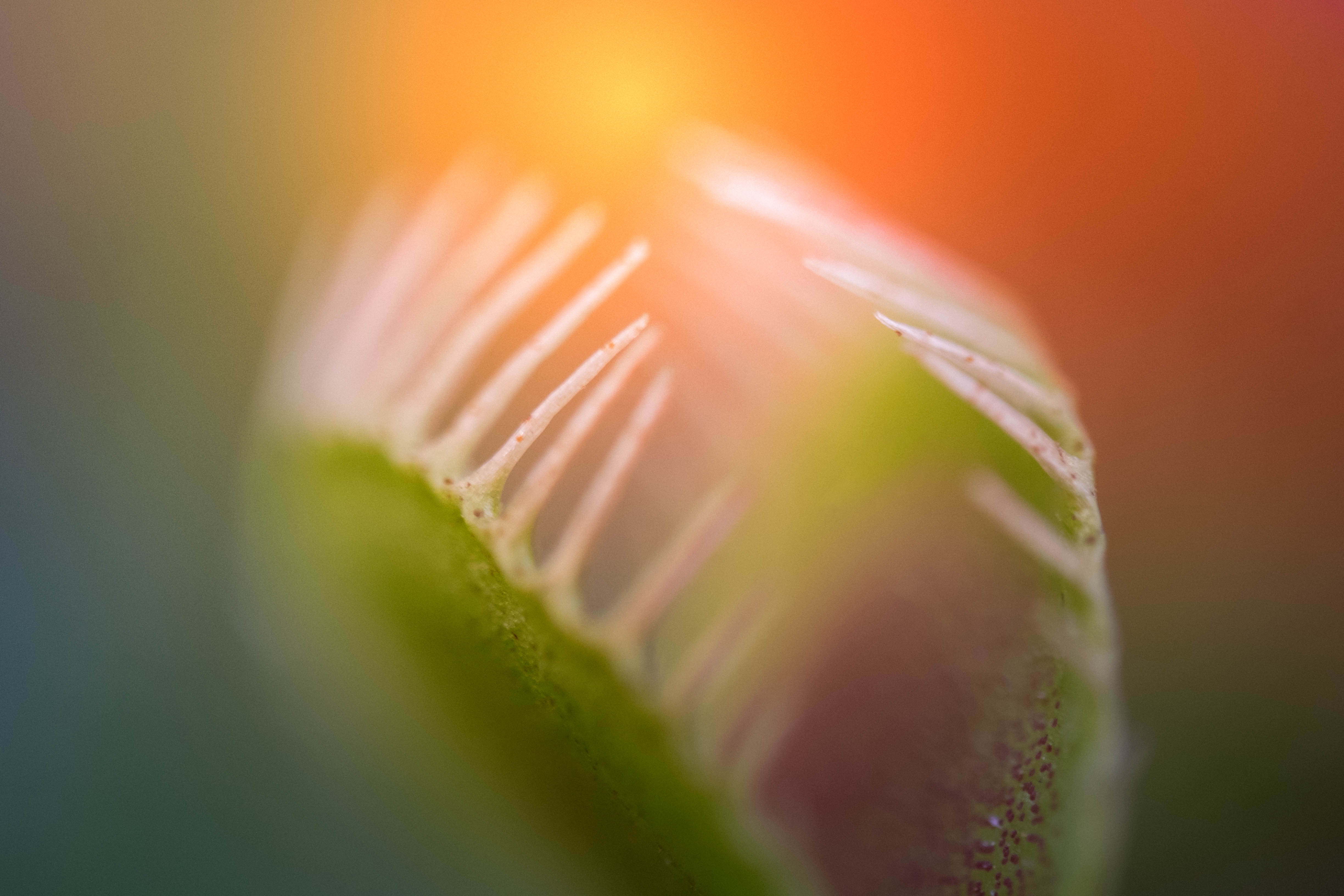 flytrap-in-setting-sun