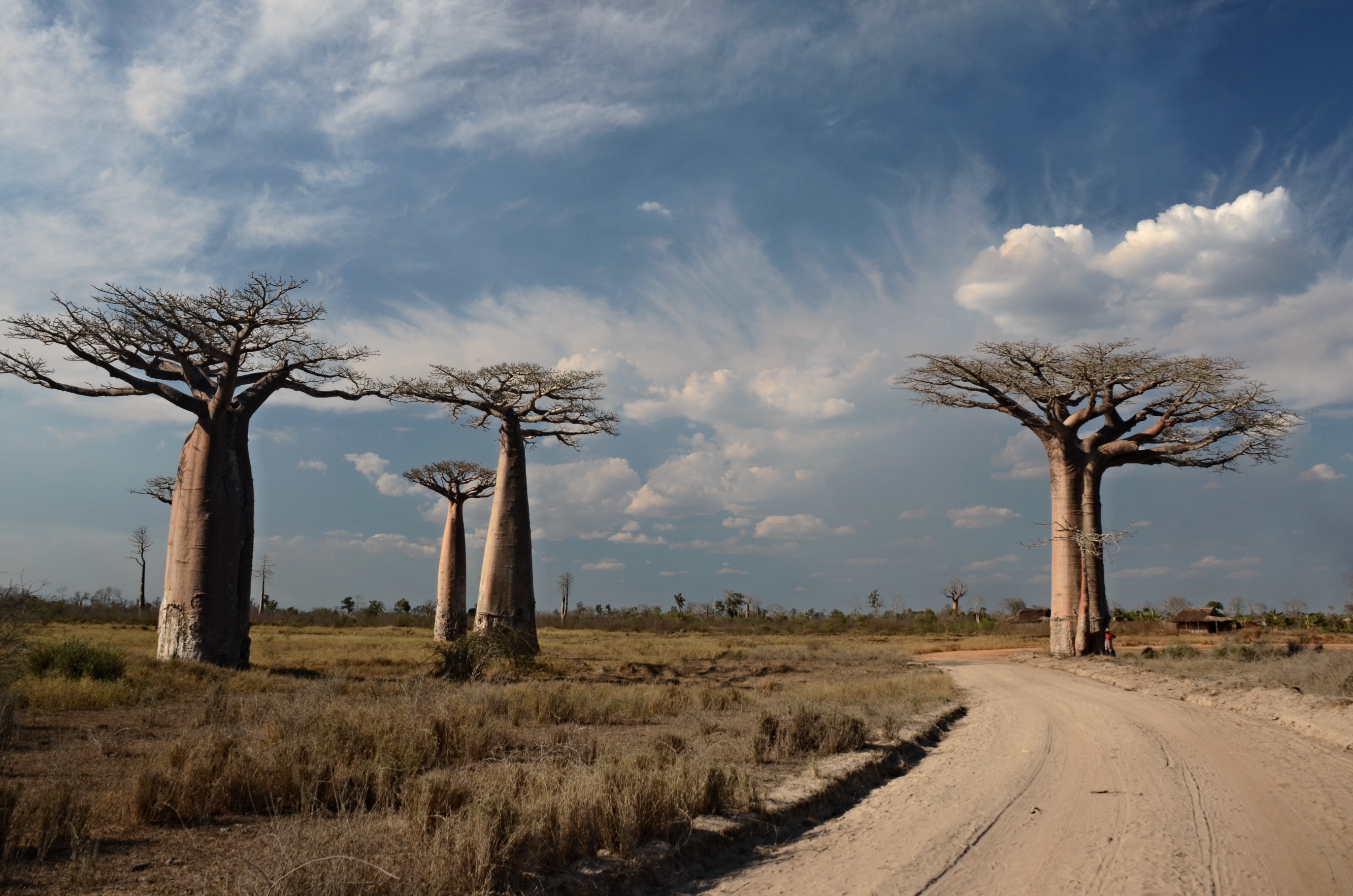 avenue-de-baobab