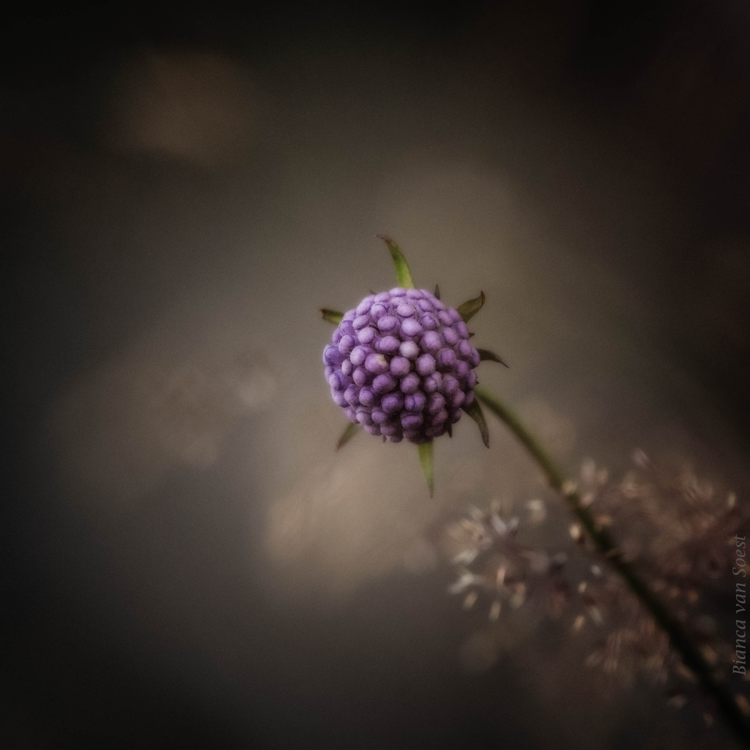 de-graskant-van-het-leven