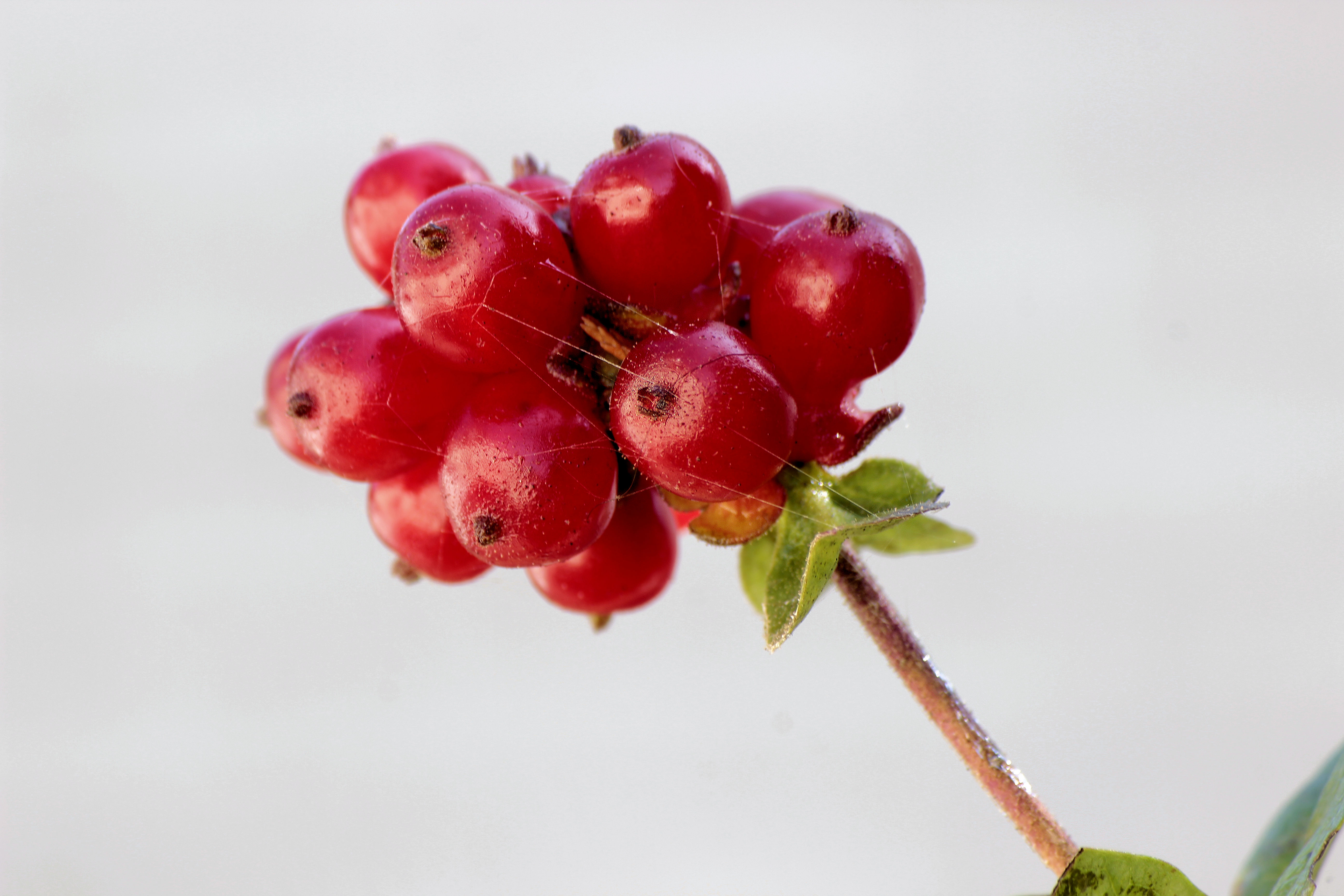 na-de-bloei-de-bessen