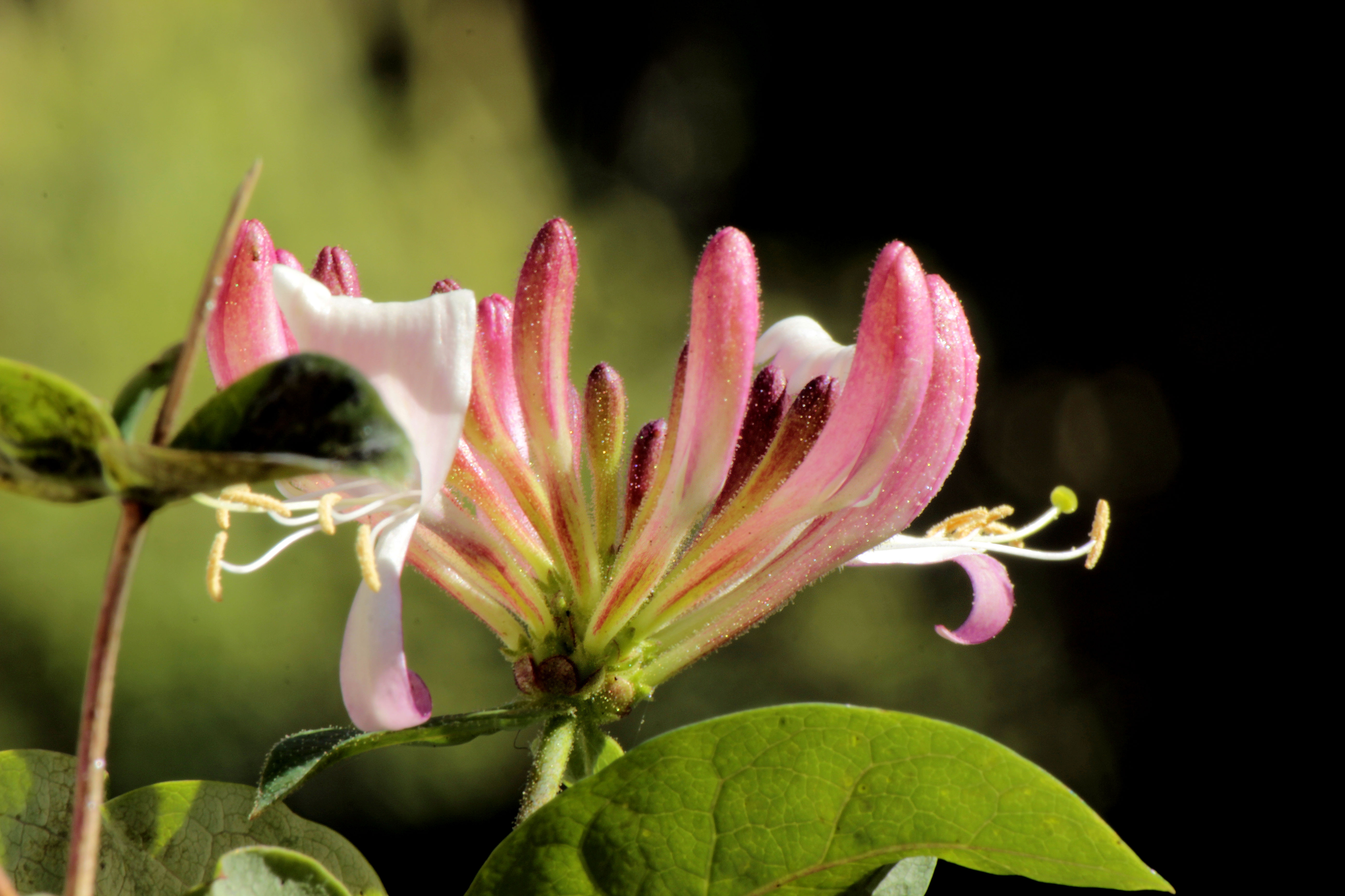 nog-een-enkele-bloem