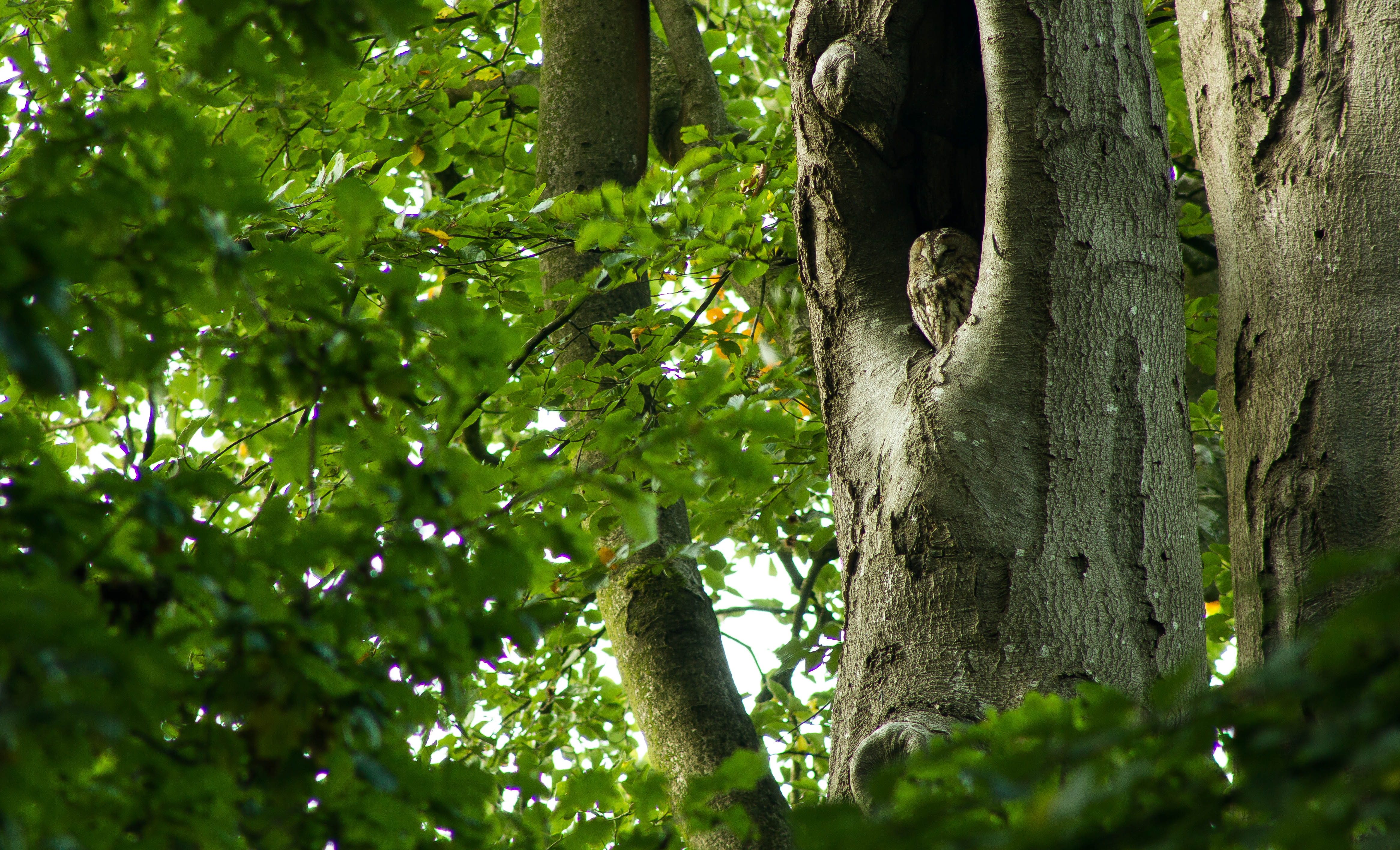 bosuil-in-natuurlijke-omgeving