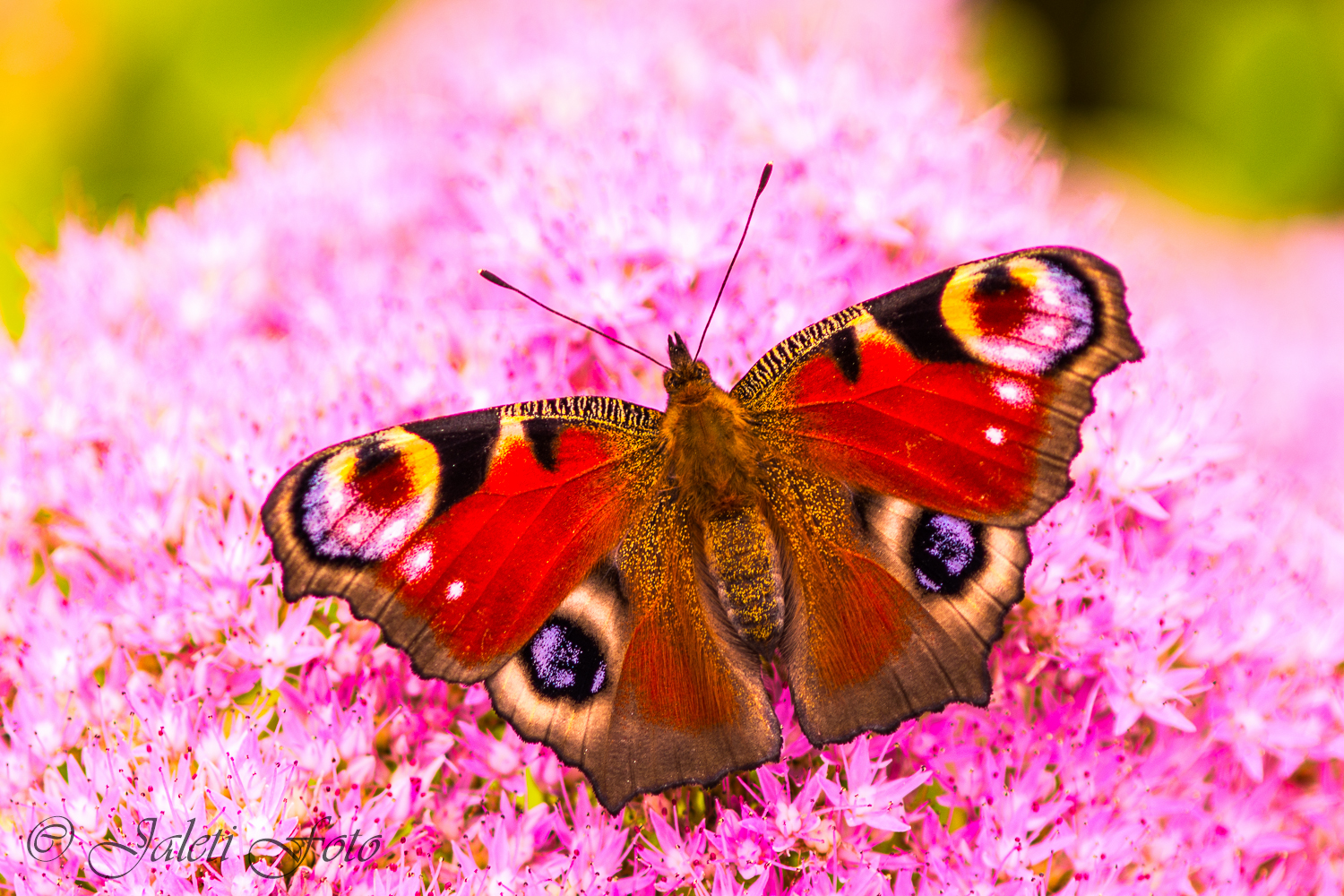 vlinder-in-september