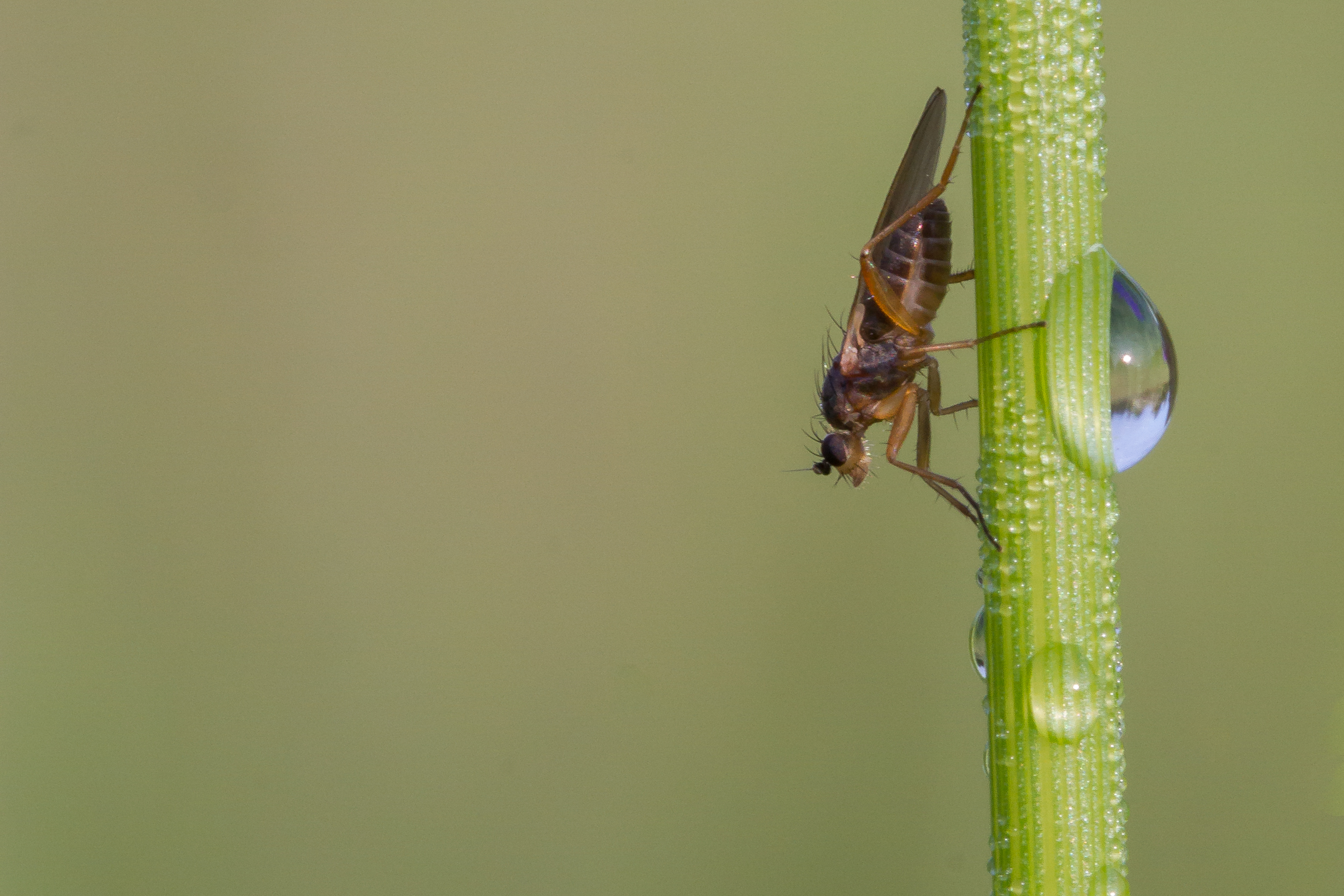 macro-vlieg-en-landschap-in-druppel