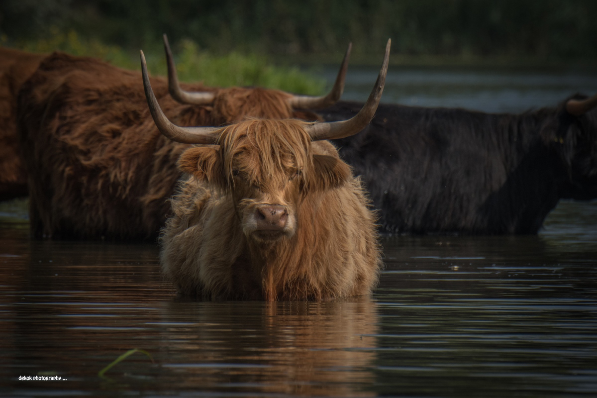 schotse-hooglanders-3