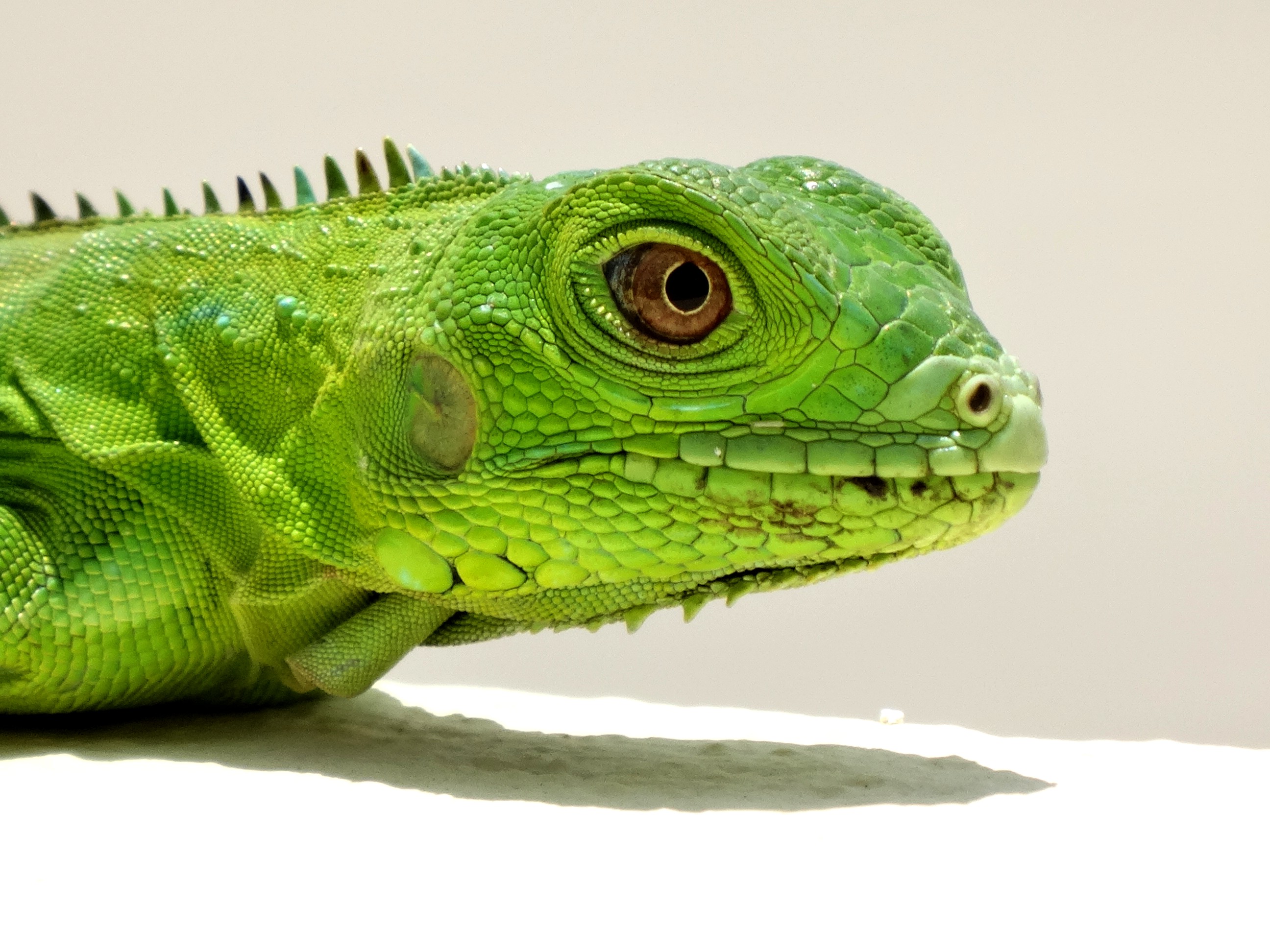 leguaan-op-muur-in-arubaanse-zon