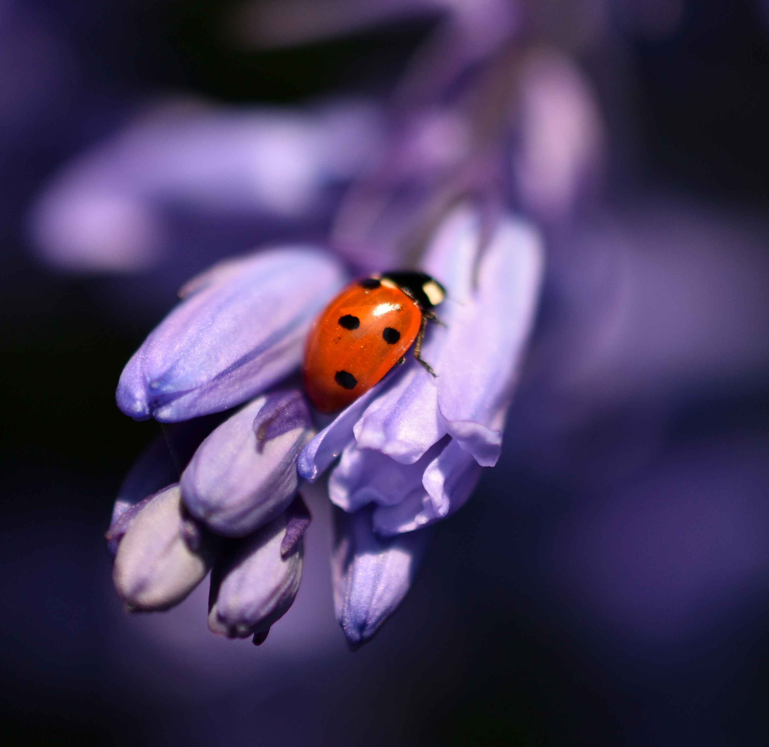 lieveheersbeestje-18