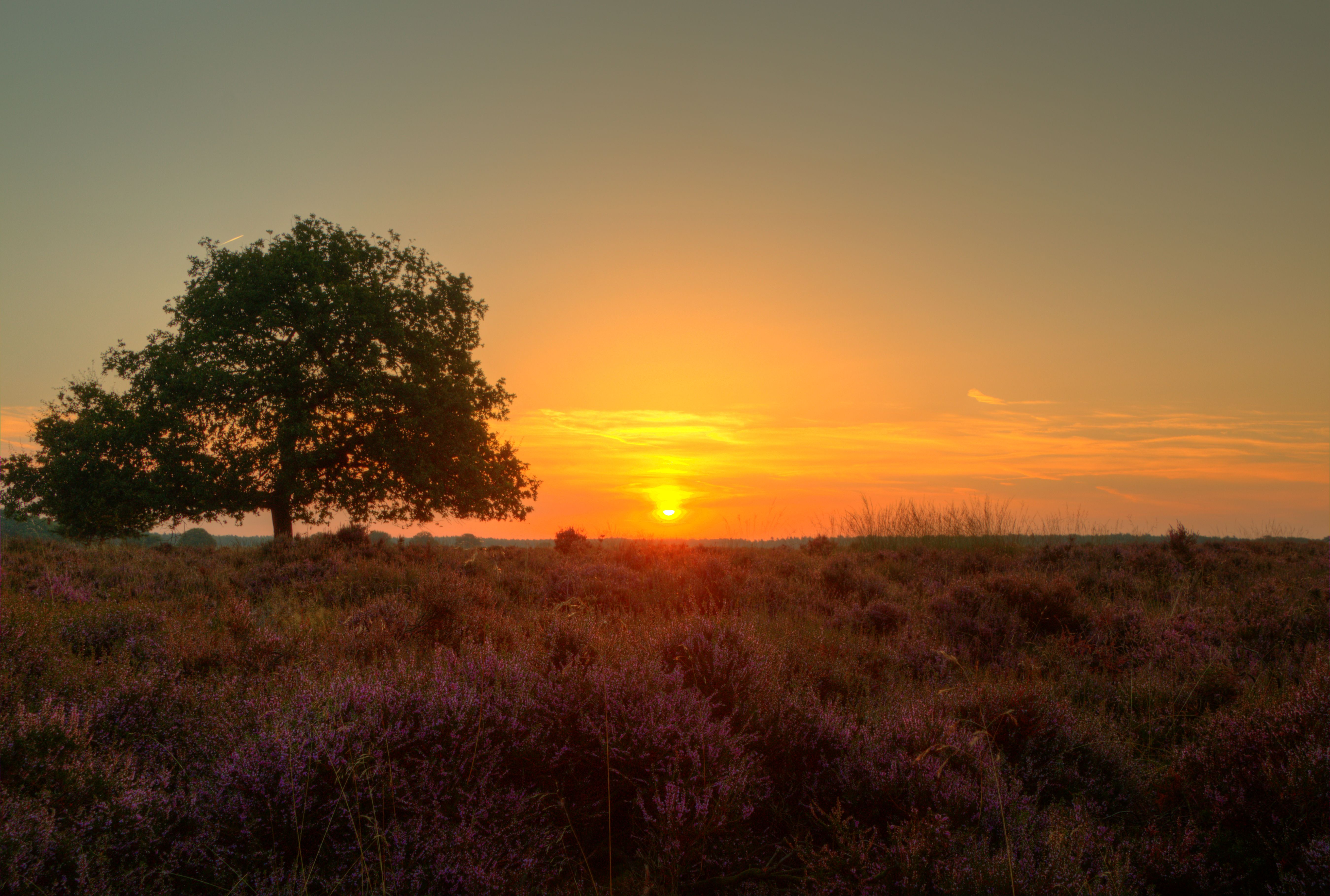 zonsopkomst-deelerwoud