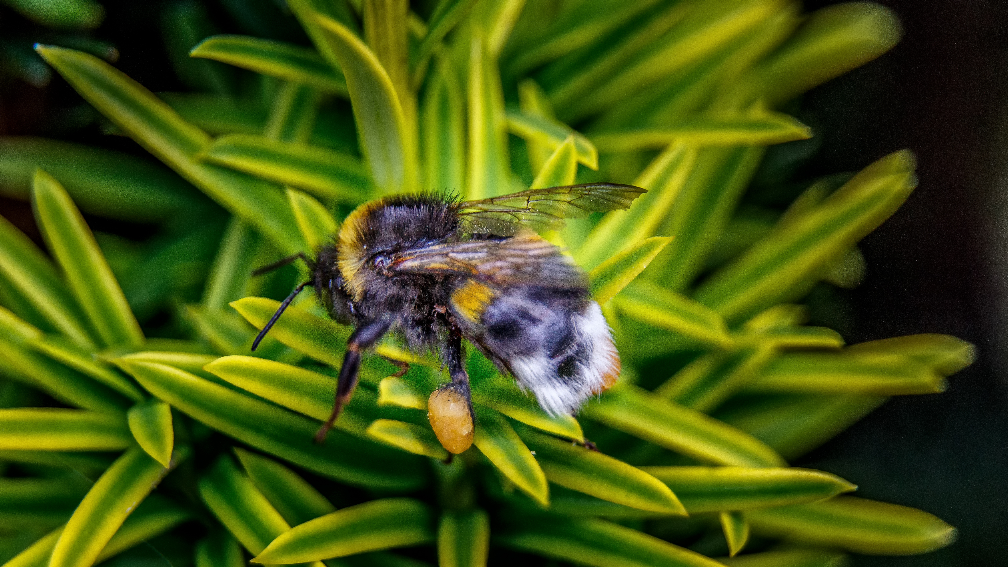 hommel-met-stuifmeel