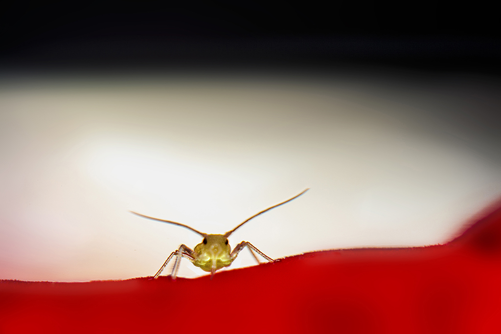 oog-in-oog-met-een-bladluis