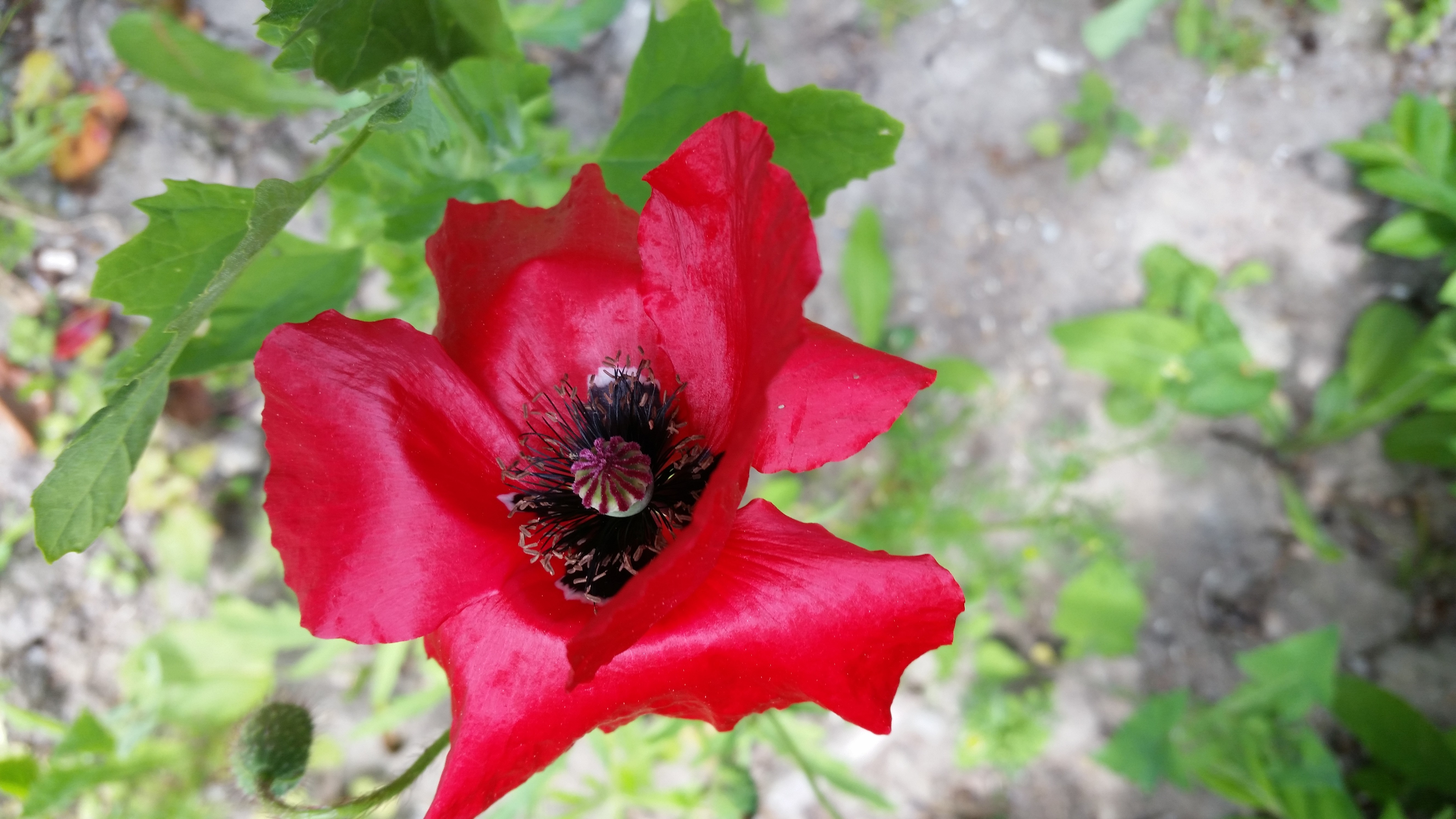 enige-klaproos-langs-het-wandelpad