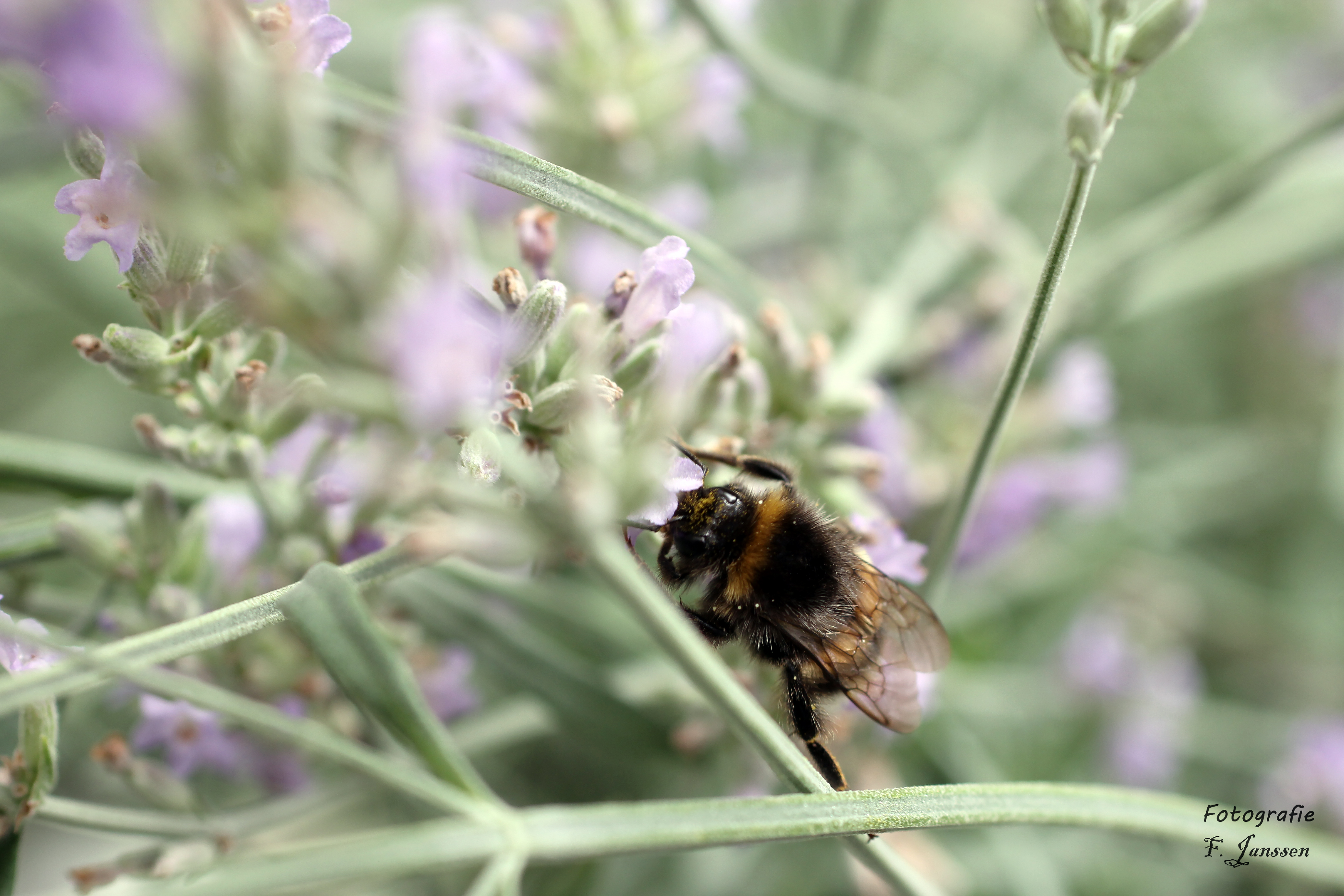 bezige-bij-in-de-lavendel