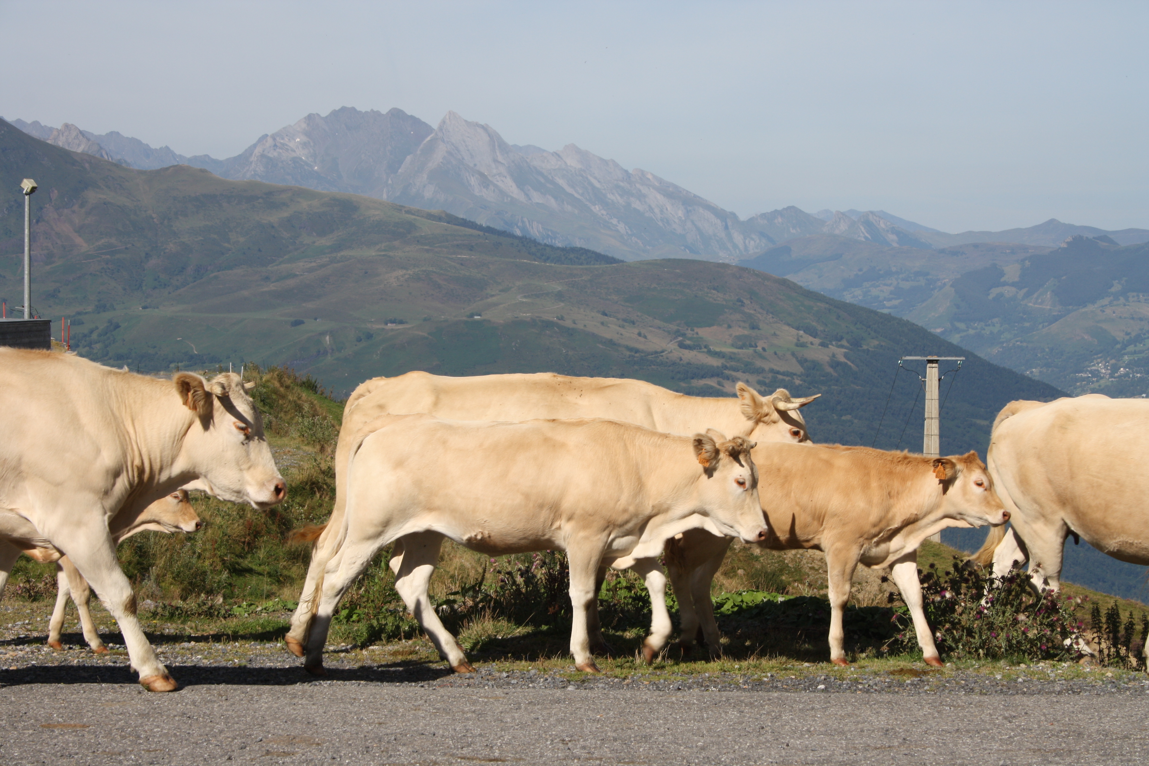 de-rondtrekkende-koetjes-en-kalfjes